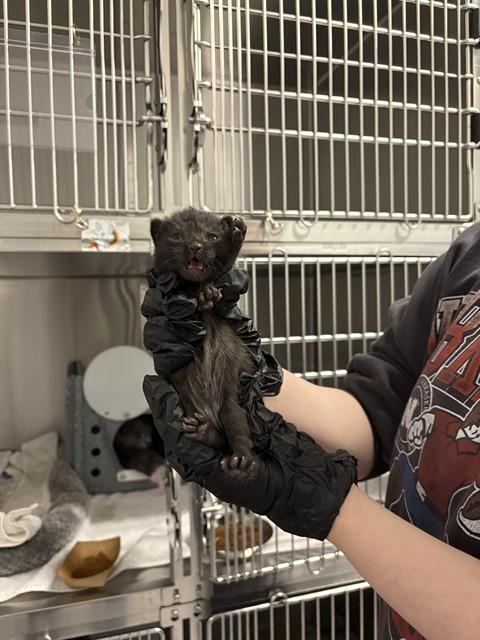 SONIC, Adoptable, Kitten Male Domestic Short Hair.