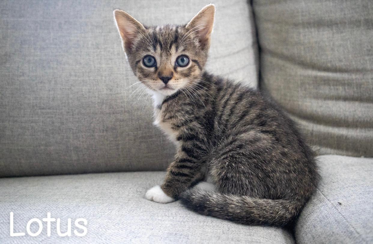 Lotus, ADOPTABLE, Kitten Male American Shorthair.
