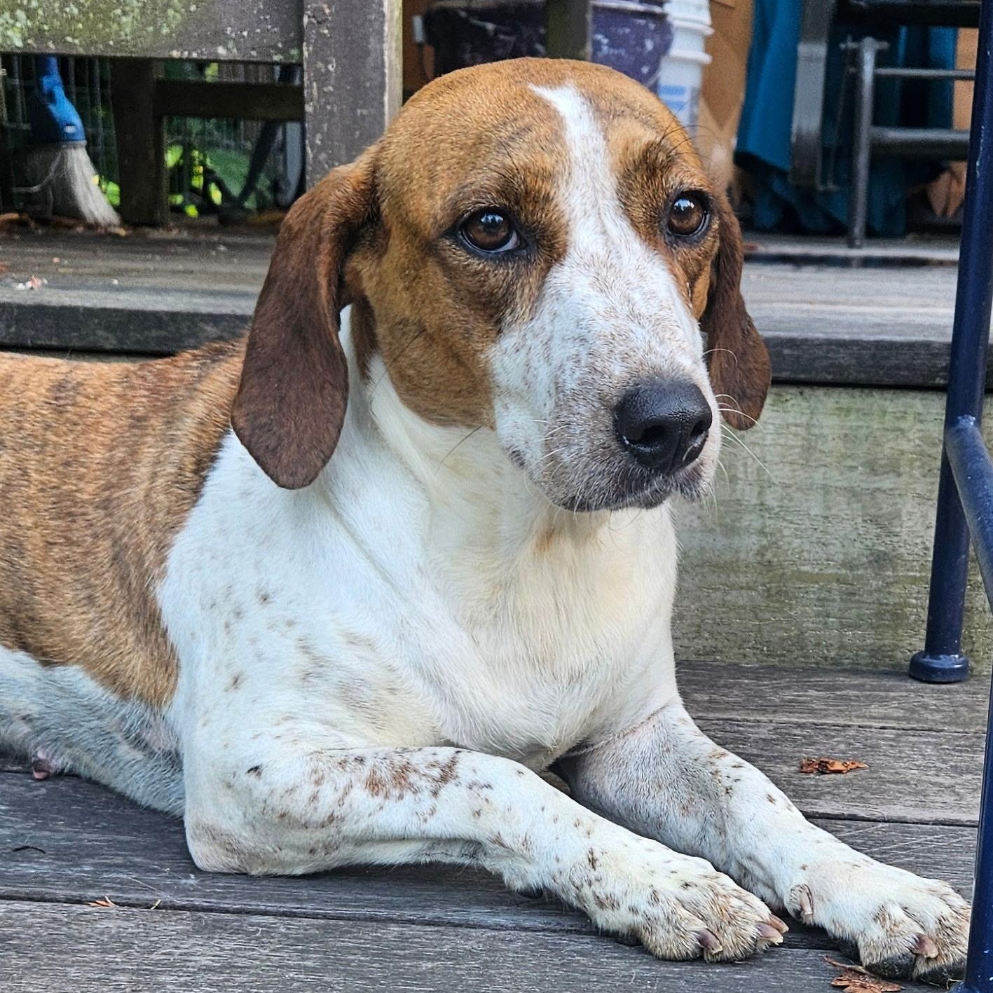 Noodle, Adult Female Mixed Breed