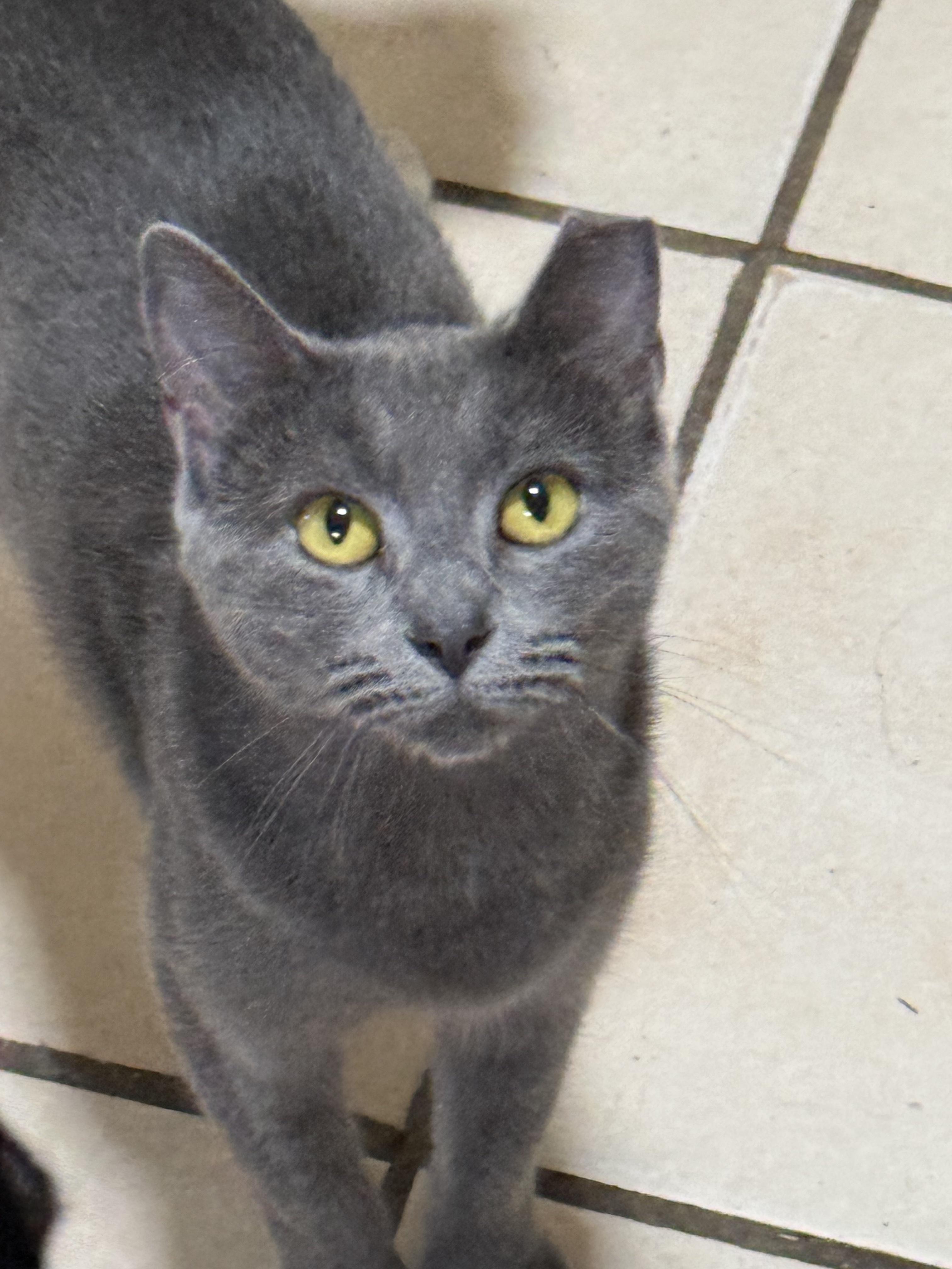 Enlarge Little Lady (3 legs), a Adoptable Domestic Short Hair in Savannah, GA image 1/1