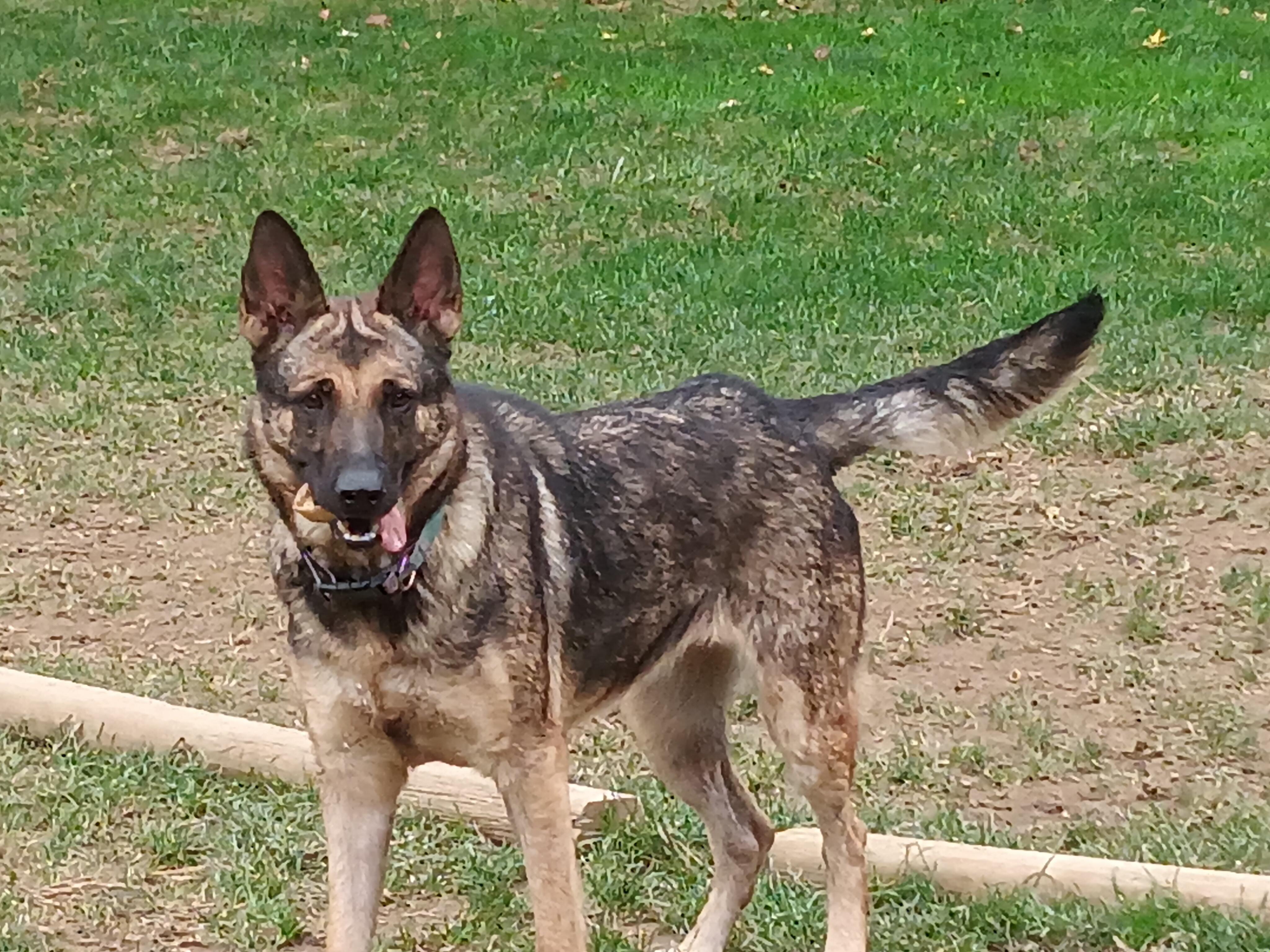 OLIVIA - LIV, a Adoptable German Shepherd Dog in Wilmington, DE image 2/4