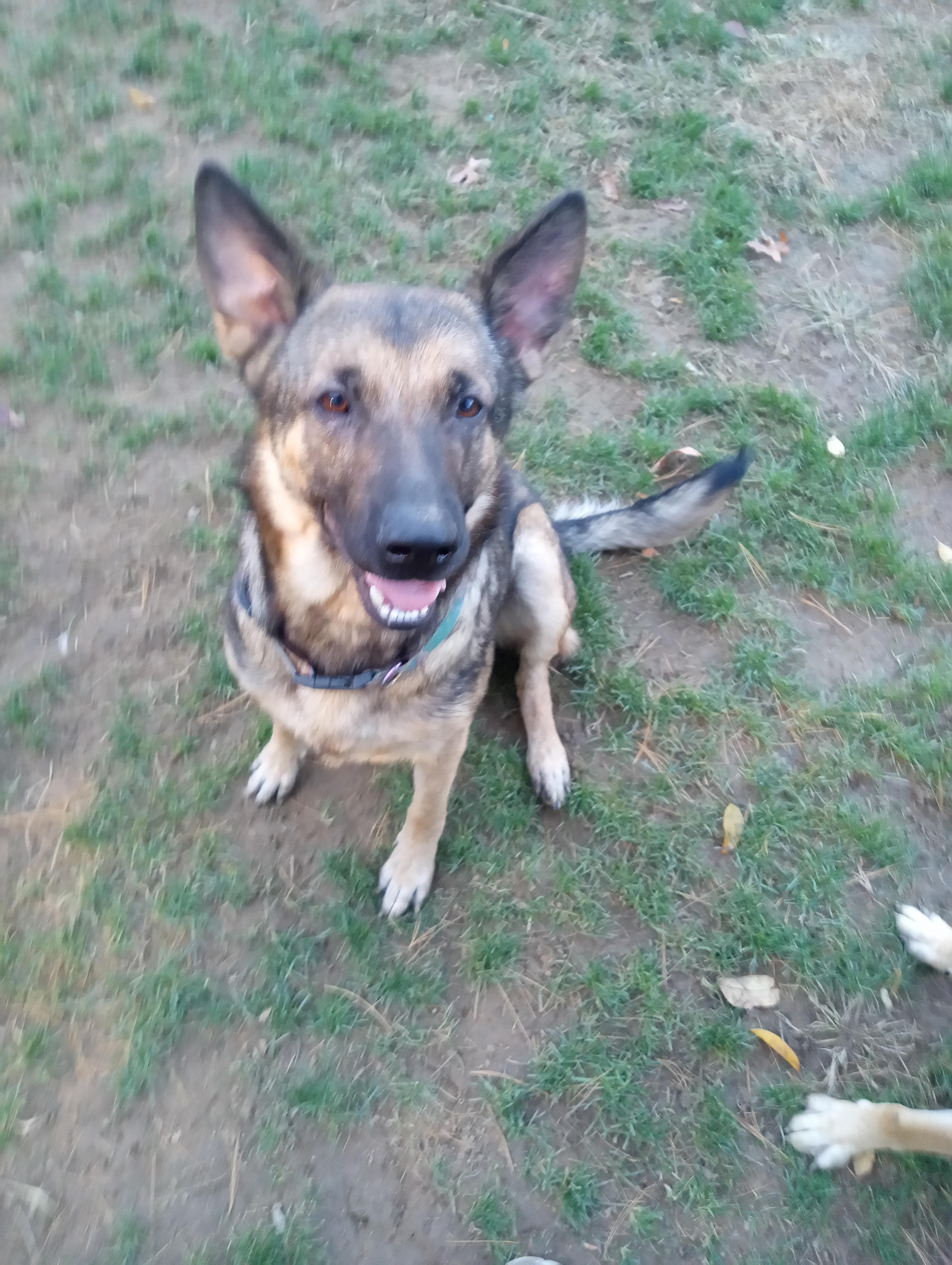 OLIVIA - LIV, a Adoptable German Shepherd Dog in Wilmington, DE image 3/4