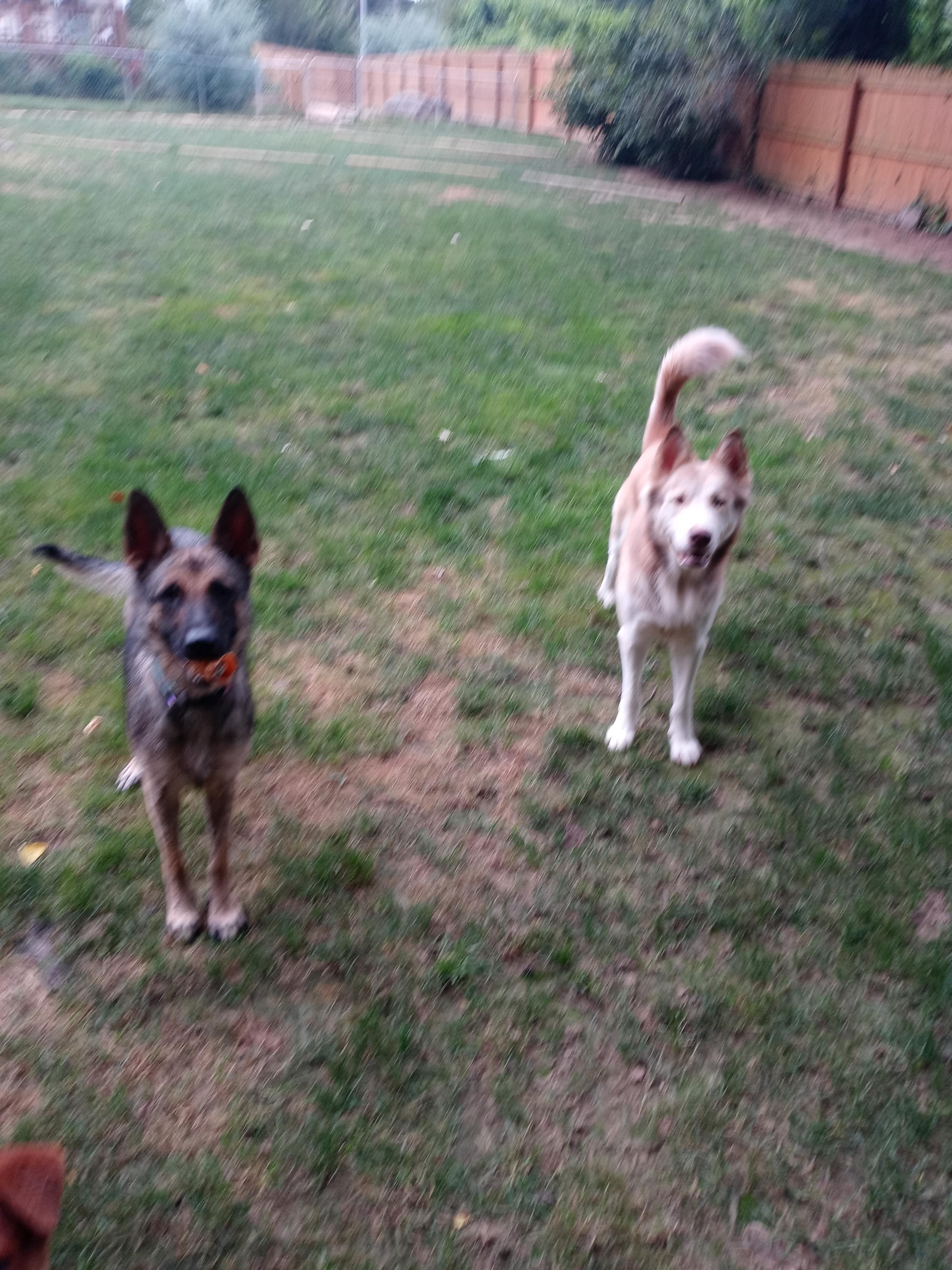 OLIVIA - LIV, a Adoptable German Shepherd Dog in Wilmington, DE image 4/4