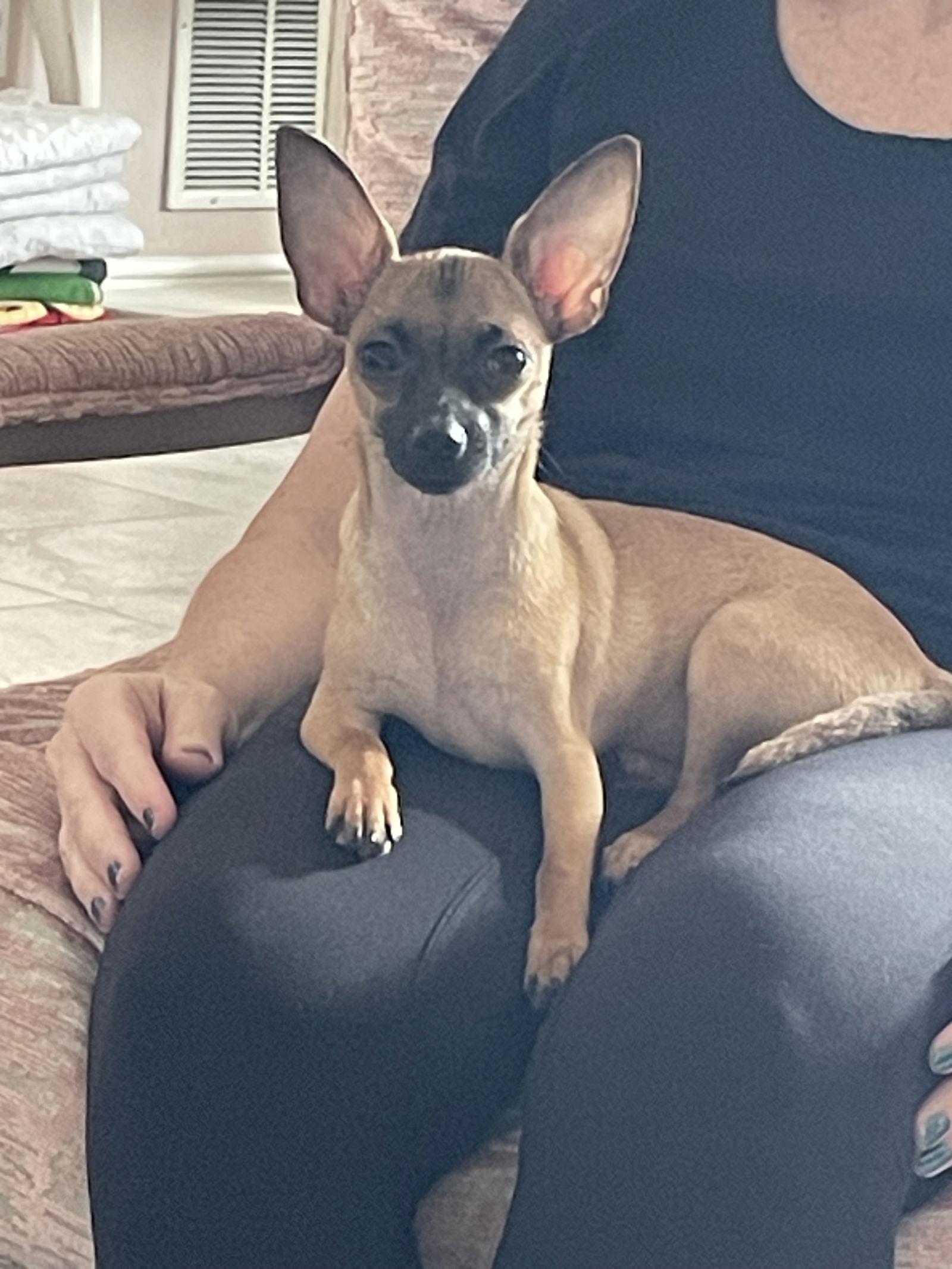 Cashew, Adopted, Puppy Female Chihuahua.