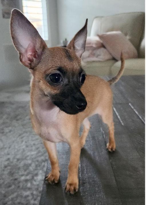 Cashew, a Adopted Chihuahua in Orlando, FL image 2/3