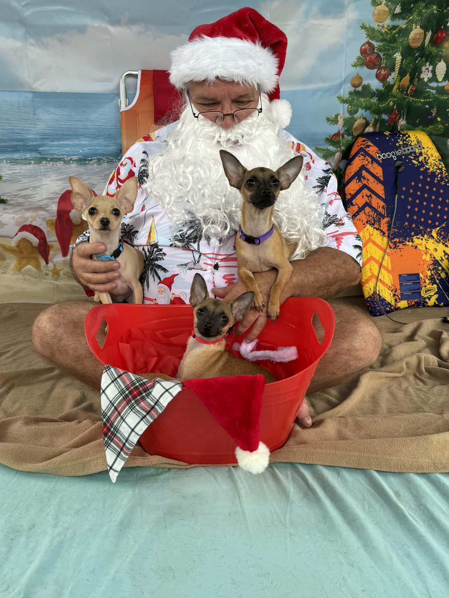 Cashew, a Adopted Chihuahua in Orlando, FL image 3/3