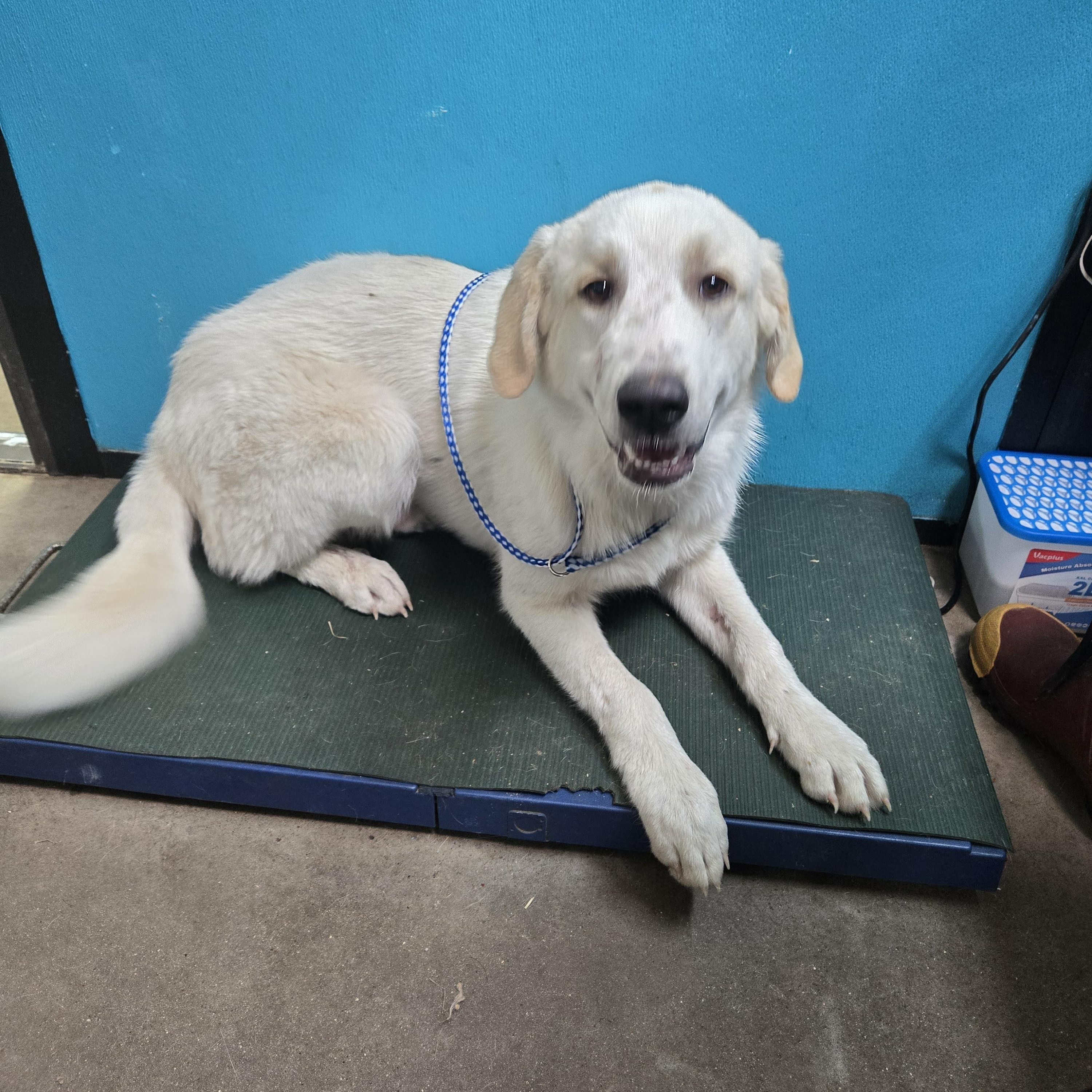 Enlarge Whisper, an adopted mixed breed in Graham, TX image 2/3