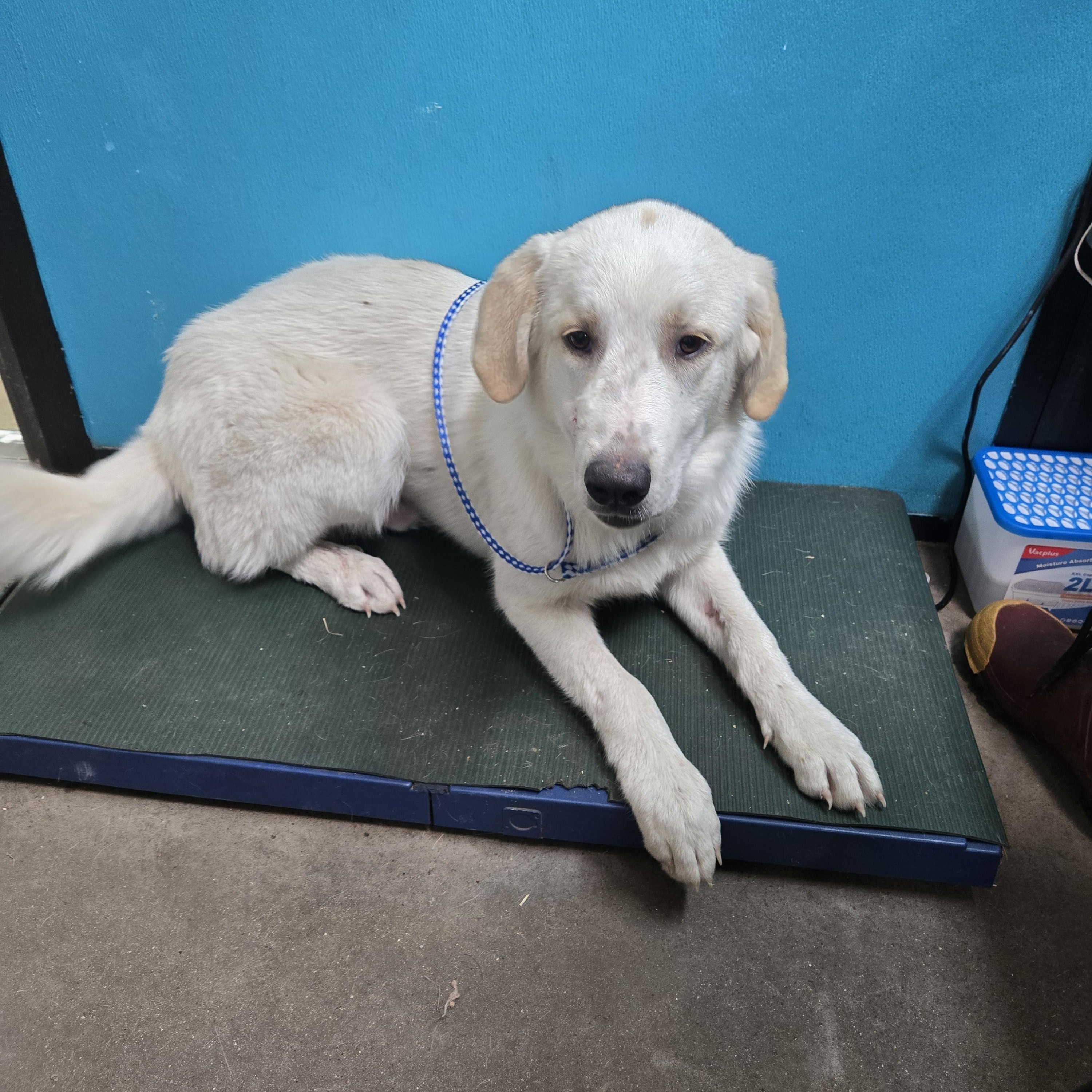 Enlarge Whisper, an adopted mixed breed in Graham, TX image 1/3