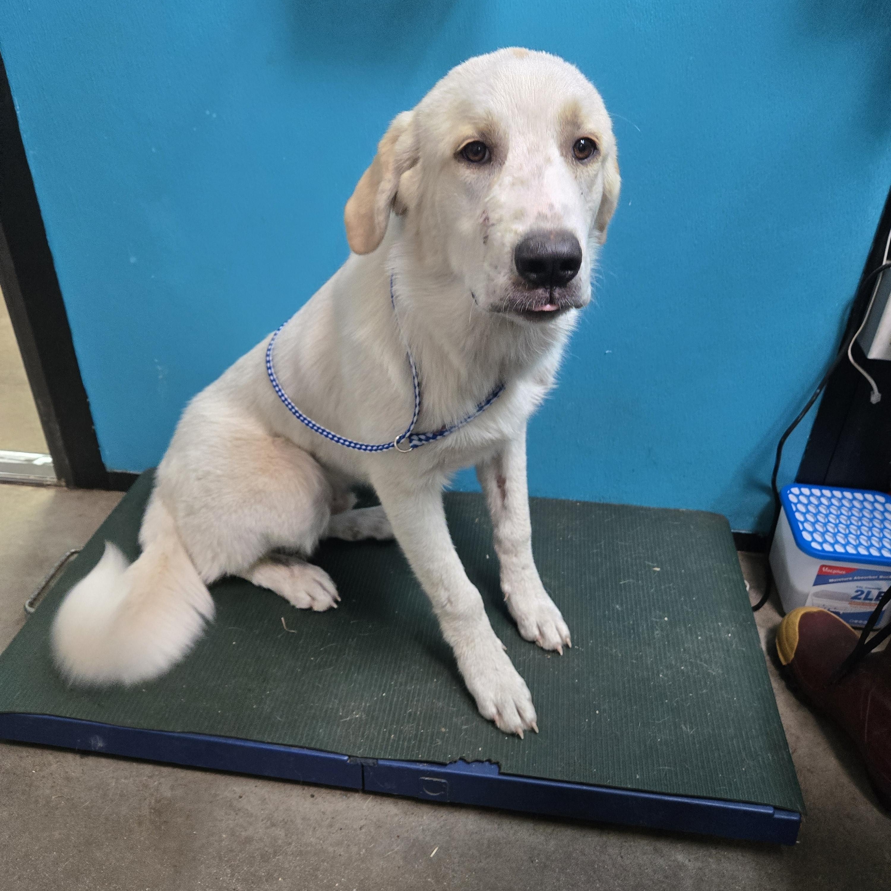 Enlarge Whisper, an adopted mixed breed in Graham, TX image 3/3