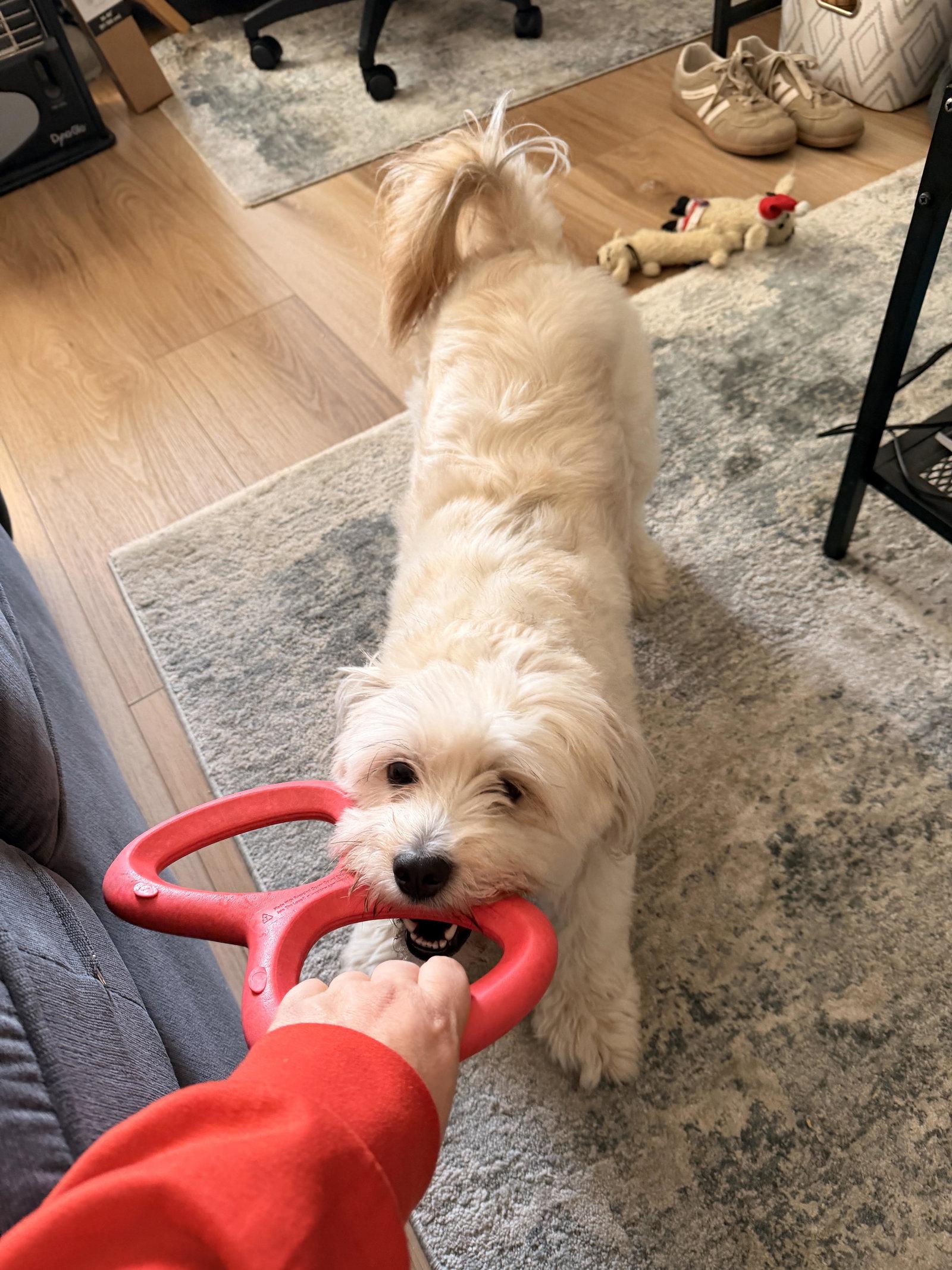 Pepper Potts, Adoptable, Adult Female Havanese.