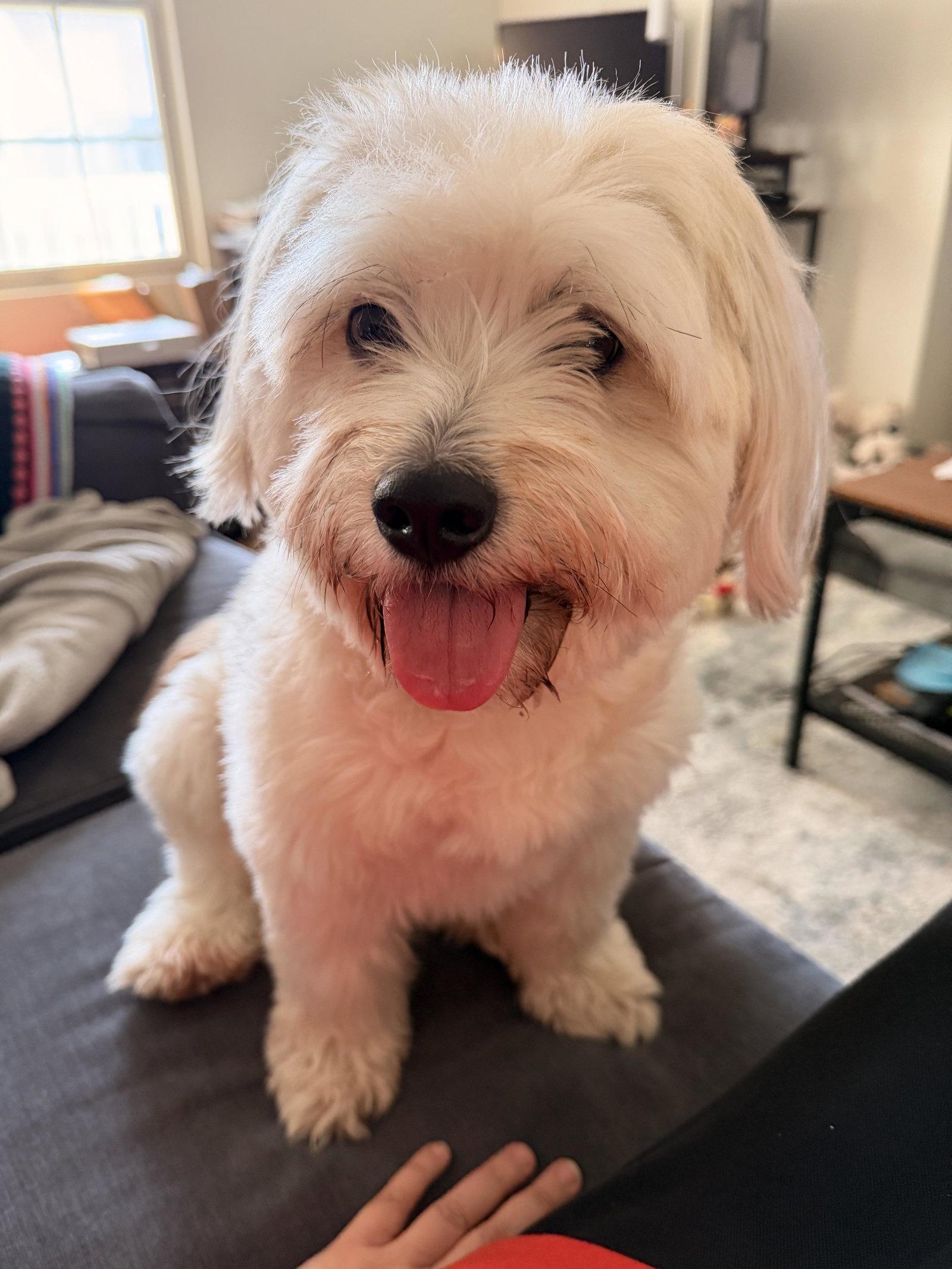 Enlarge Pepper Potts, a Adoptable Havanese in Ashville, OH image 2/3