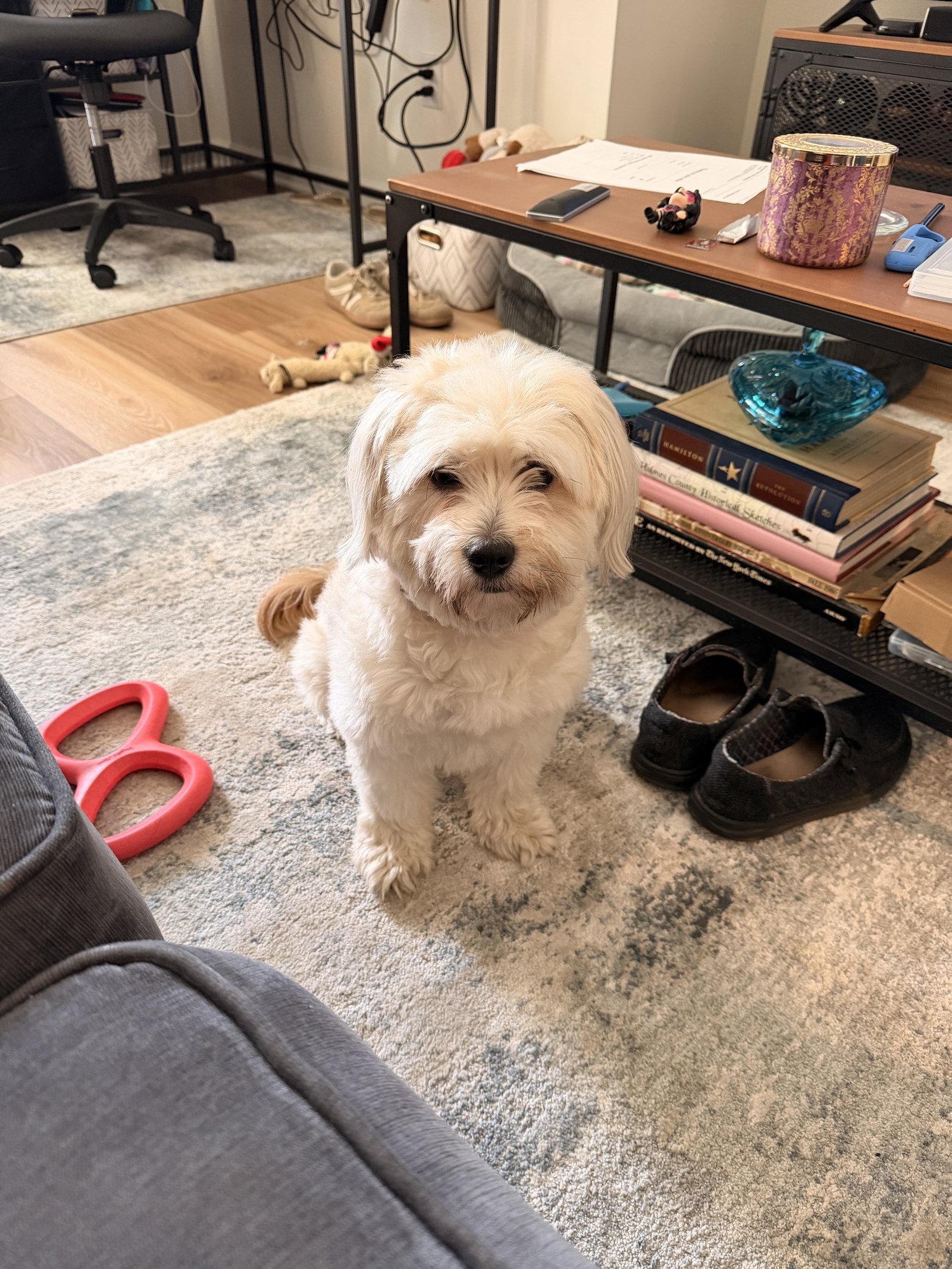 Enlarge Pepper Potts, a Adoptable Havanese in Ashville, OH image 3/3