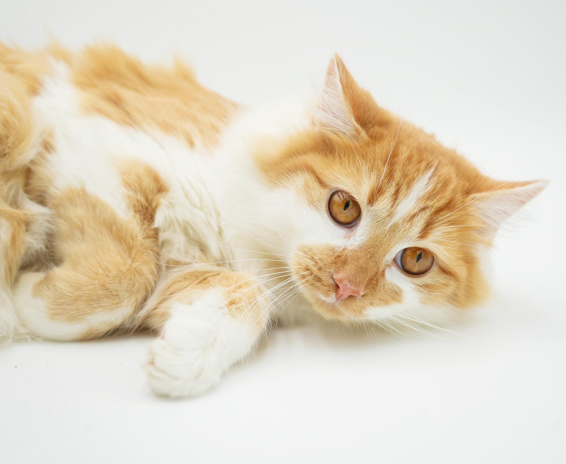 Enlarge Finn is... well the fluffiest ball around!  BONDED WITH FLORA - Gentle sweet boy!  VIDEO!, an adoptable mixed breed in Bedford Hills, NY image 3/6