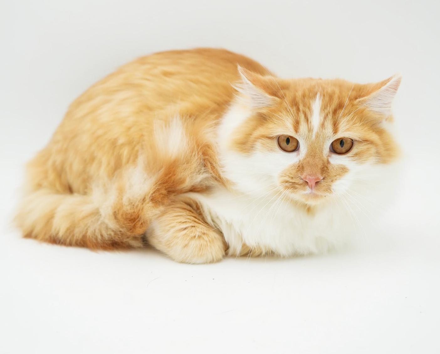 Enlarge Finn is... well the fluffiest ball around!  BONDED WITH FLORA - Gentle sweet boy!  VIDEO!, an adoptable mixed breed in Bedford Hills, NY image 4/6