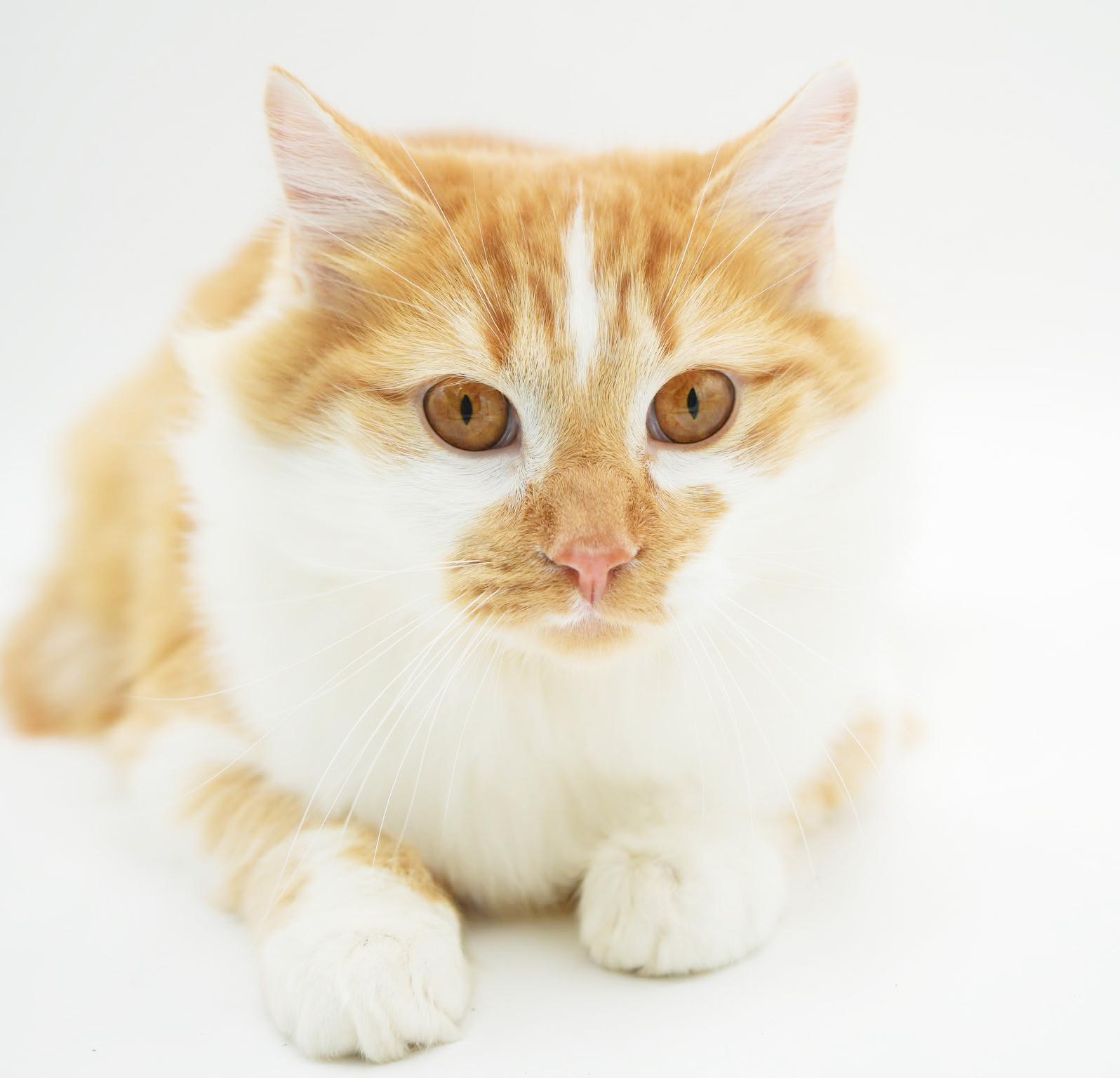 Enlarge Finn is... well the fluffiest ball around!  BONDED WITH FLORA - Gentle sweet boy!  VIDEO!, an adoptable mixed breed in Bedford Hills, NY image 5/6