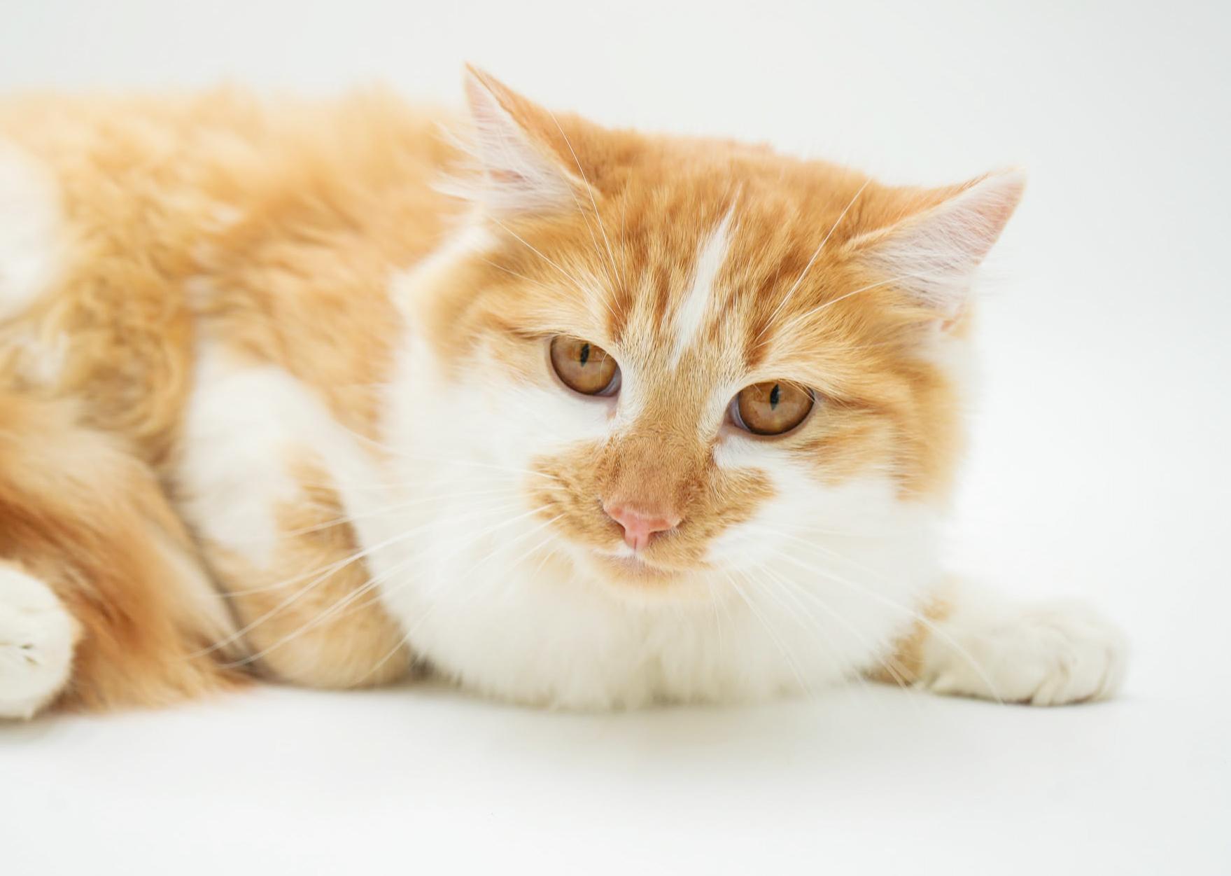 Finn is... well the fluffiest ball around! BONDED WITH FLORA - Gentle sweet boy! VIDEO!, adoptable, Young Male Turkish Van & Ragdoll.