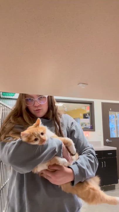 Enlarge Finn is... well the fluffiest ball around!  BONDED WITH FLORA - Gentle sweet boy!  VIDEO!, an adoptable mixed breed in Bedford Hills, NY video 2/6