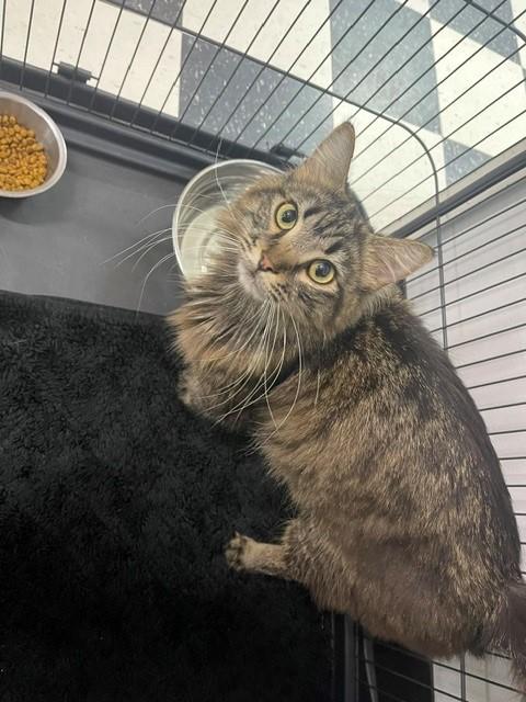 Bix, adopted, Adult Male Domestic Long Hair.
