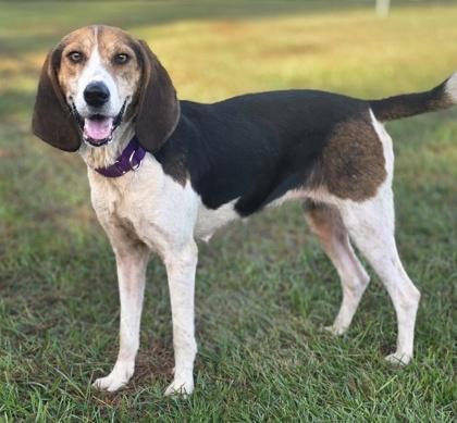 Debbie (HW+), Adoptable, Adult Female Coonhound & Mixed Breed.