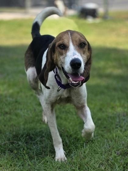 Debbie (HW+), a Adoptable mixed breed in Conway, SC image 2/3