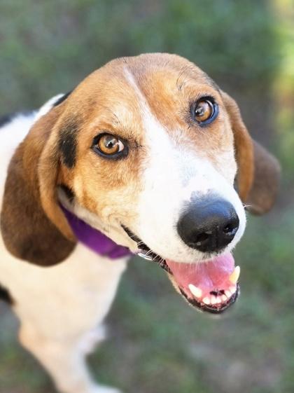 Debbie (HW+), Adoptable, Adult Female Coonhound & Mixed Breed.