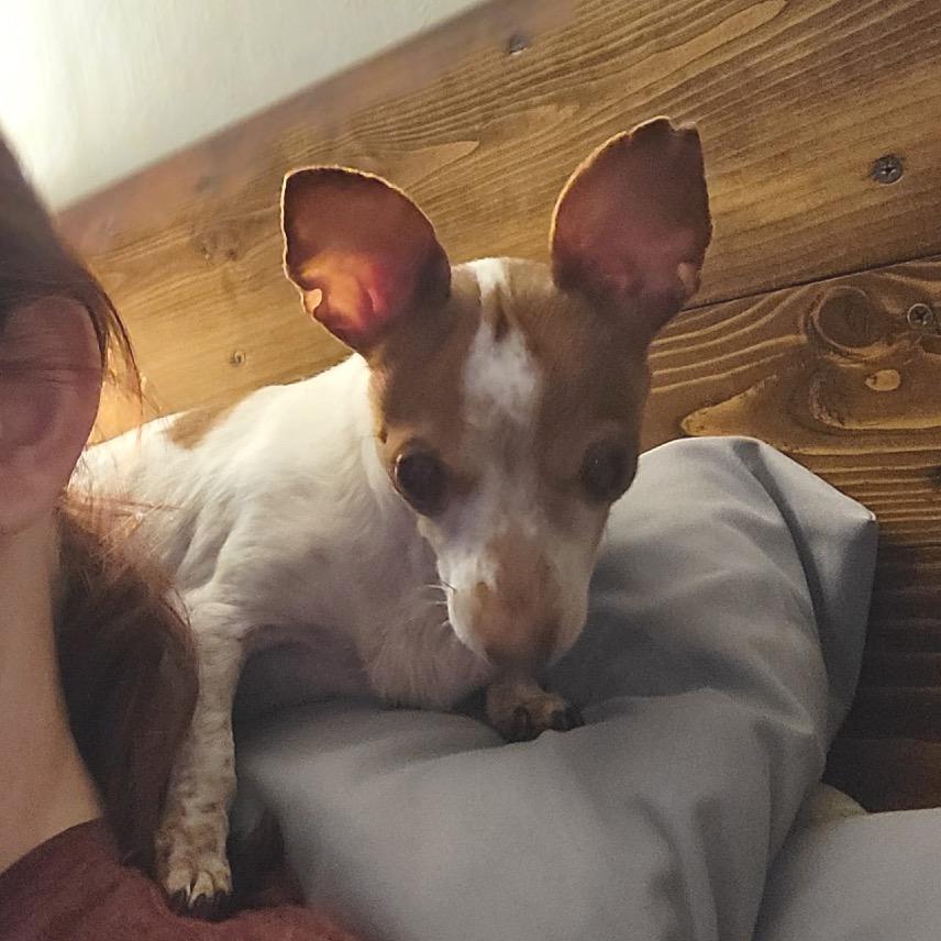 Chai, Adoptable, Adult Female Chihuahua.