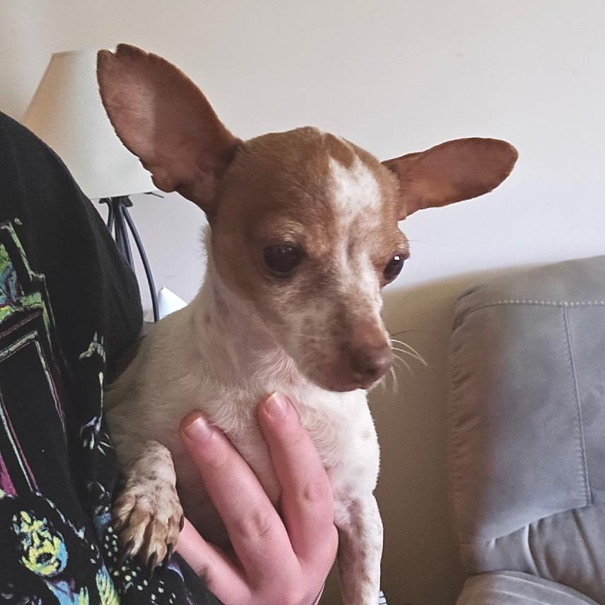 Chai, a Adoptable Chihuahua image 2/4