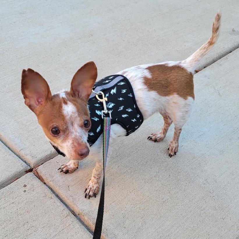 Chai, a Adoptable Chihuahua image 3/4
