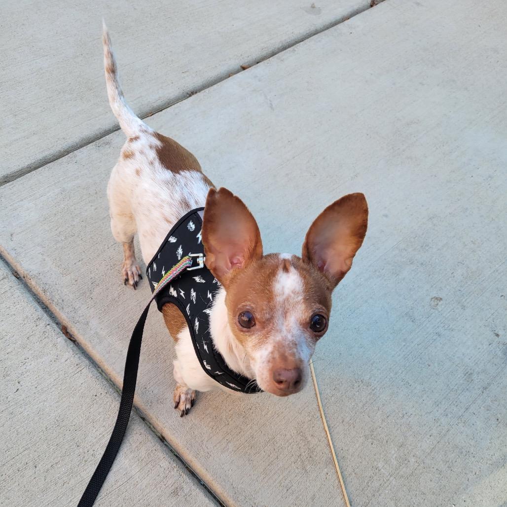 Chai, a Adoptable Chihuahua image 4/4