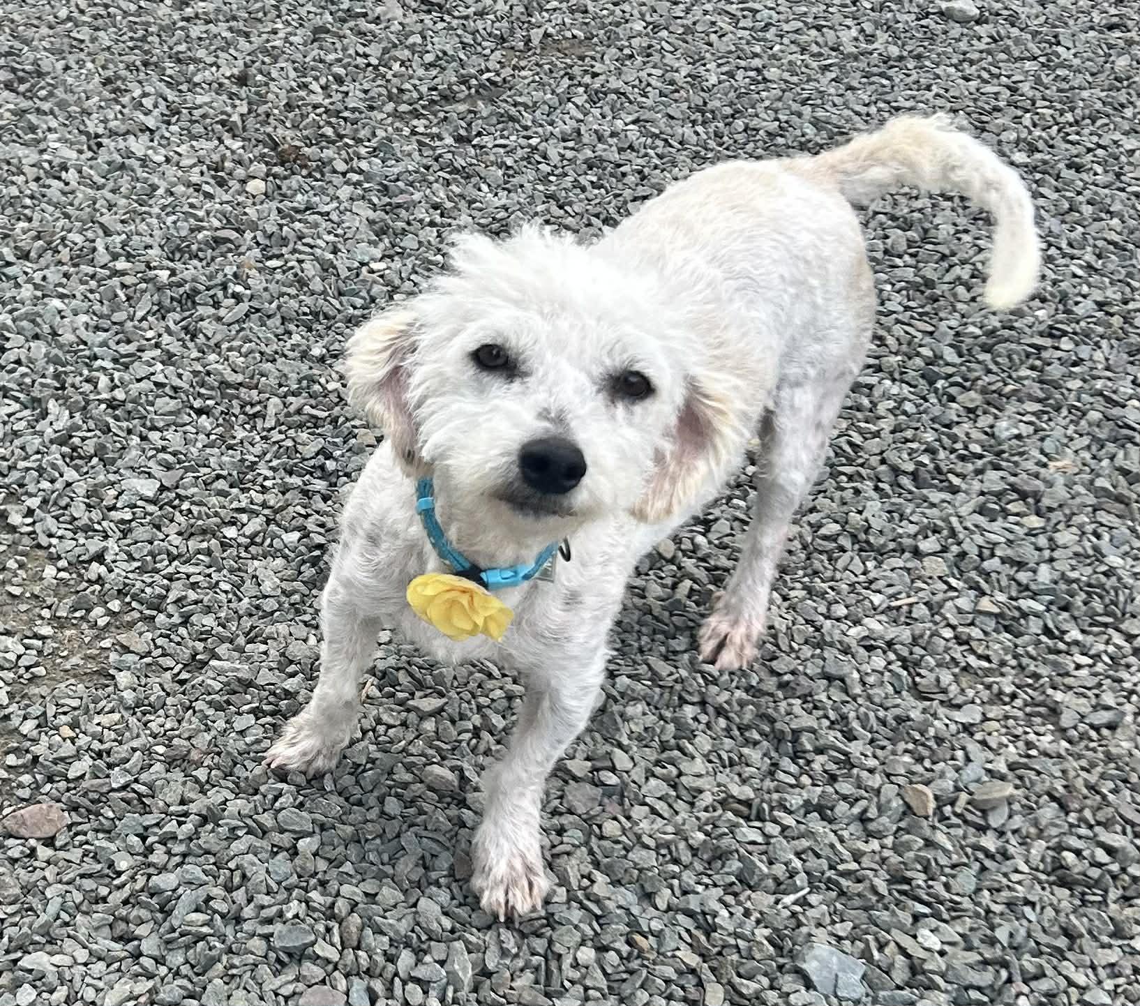 Enlarge Biloxi, a Adoptable Miniature Poodle in Hop Bottom, PA image 1/1