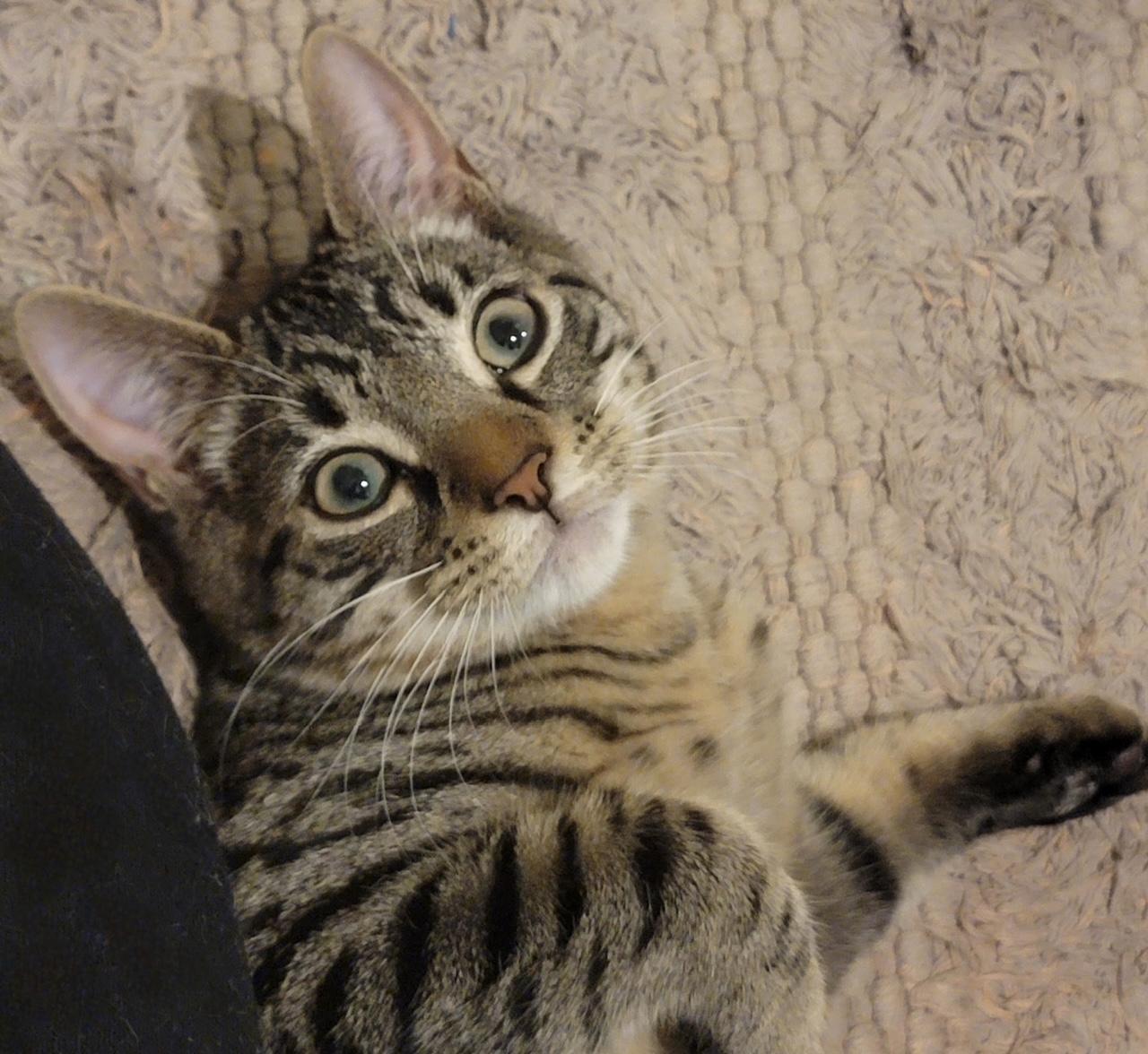 Enlarge Tyson, an adopted mixed breed in Bridgeport, CT image 1/2