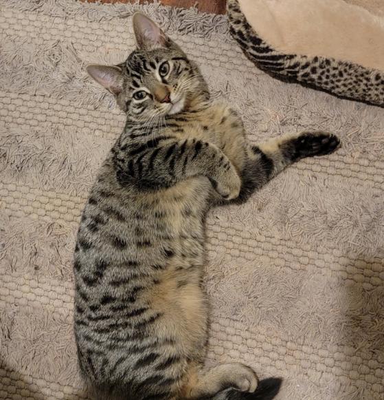 Enlarge Tyson, an adopted mixed breed in Bridgeport, CT image 2/2