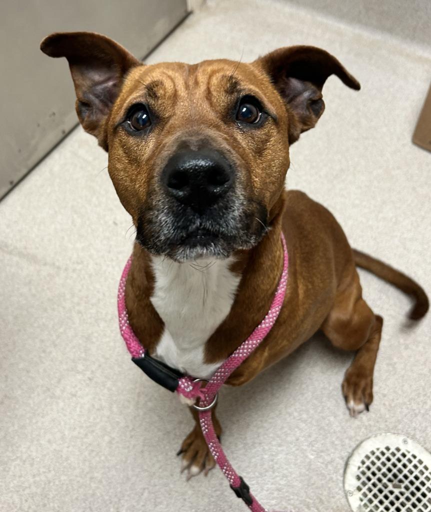 Enlarge Eileen, a Adoptable mixed breed in Madison, GA image 1/1