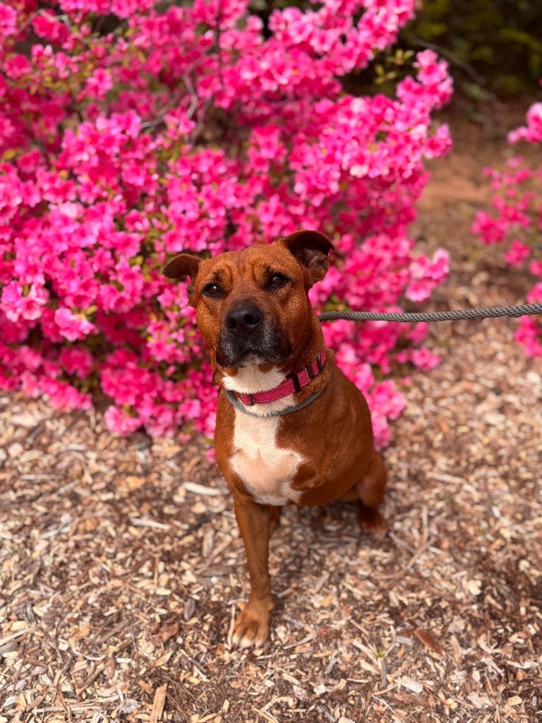 Enlarge Eileen, a Adoptable mixed breed in Madison, GA image 2/2