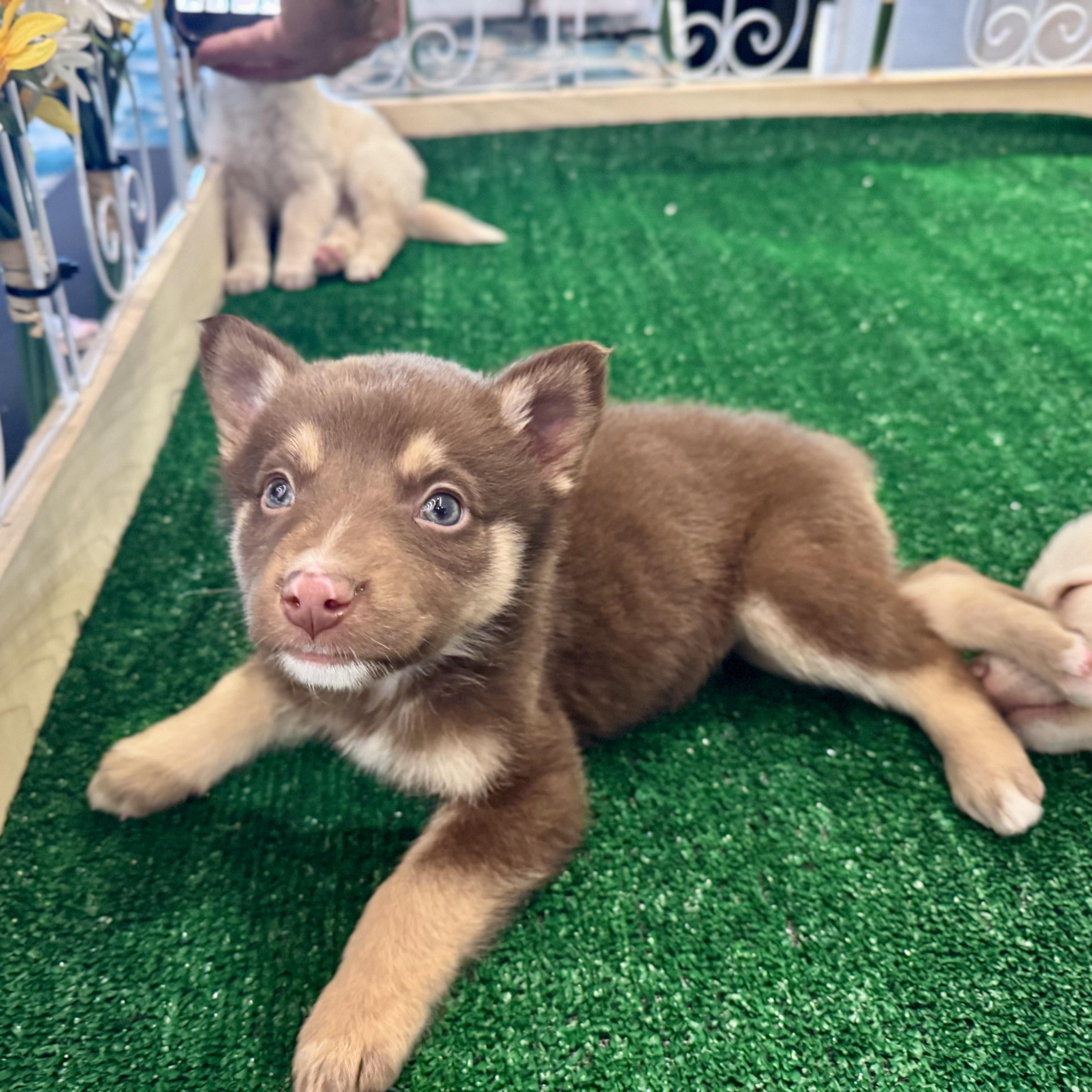 Taki, Adoptable, Puppy Female Mixed Breed.