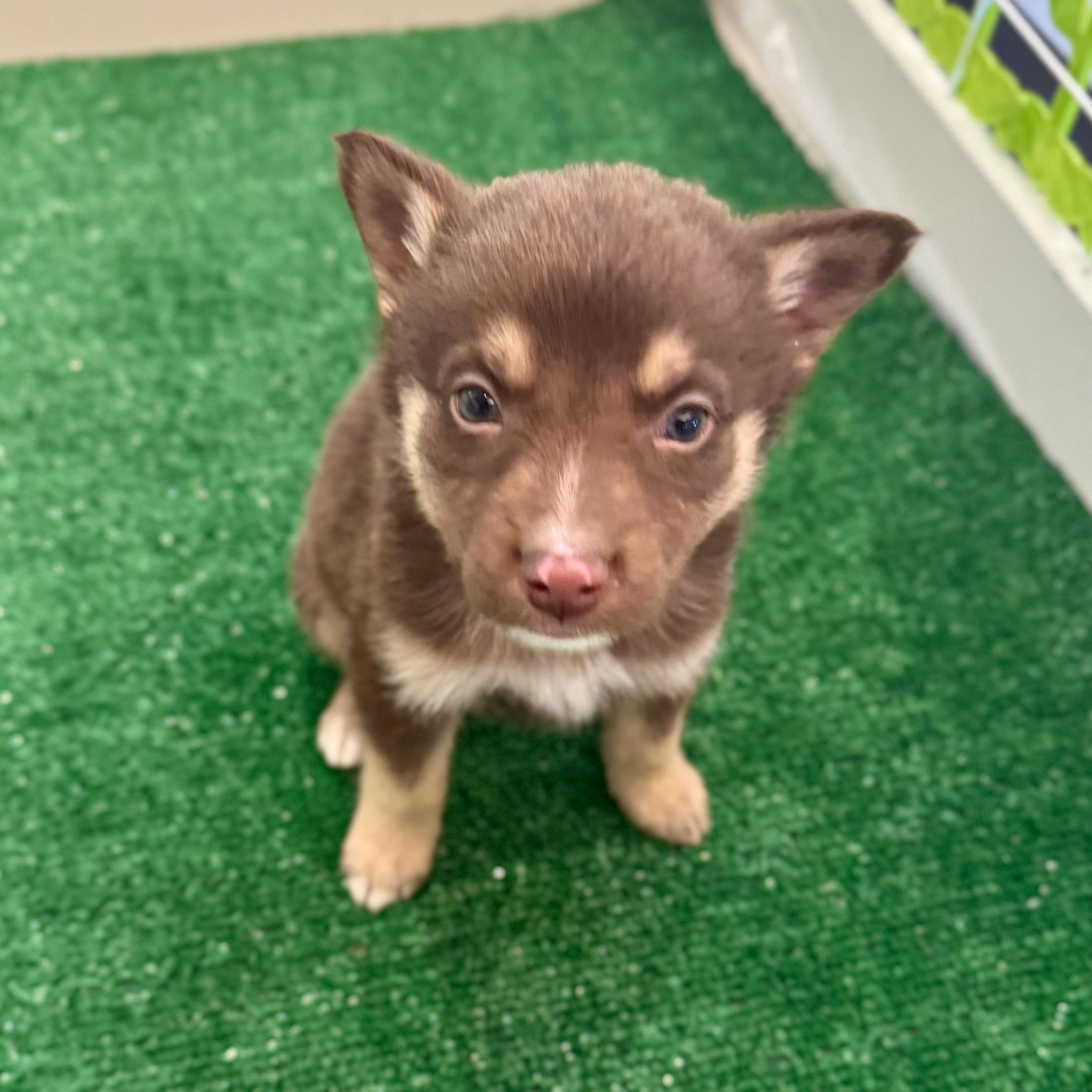 Taki, a Adoptable Mixed Breed in Henderson, NV image 2/2