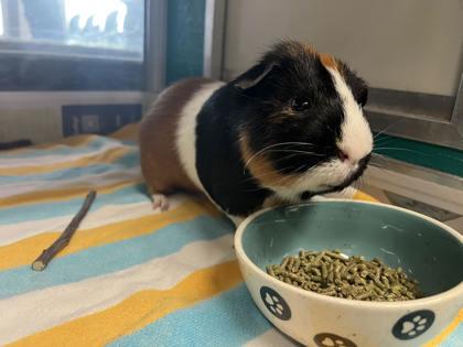 Oliver, Adoptable, Adult Male Guinea Pig & Guinea Pig.