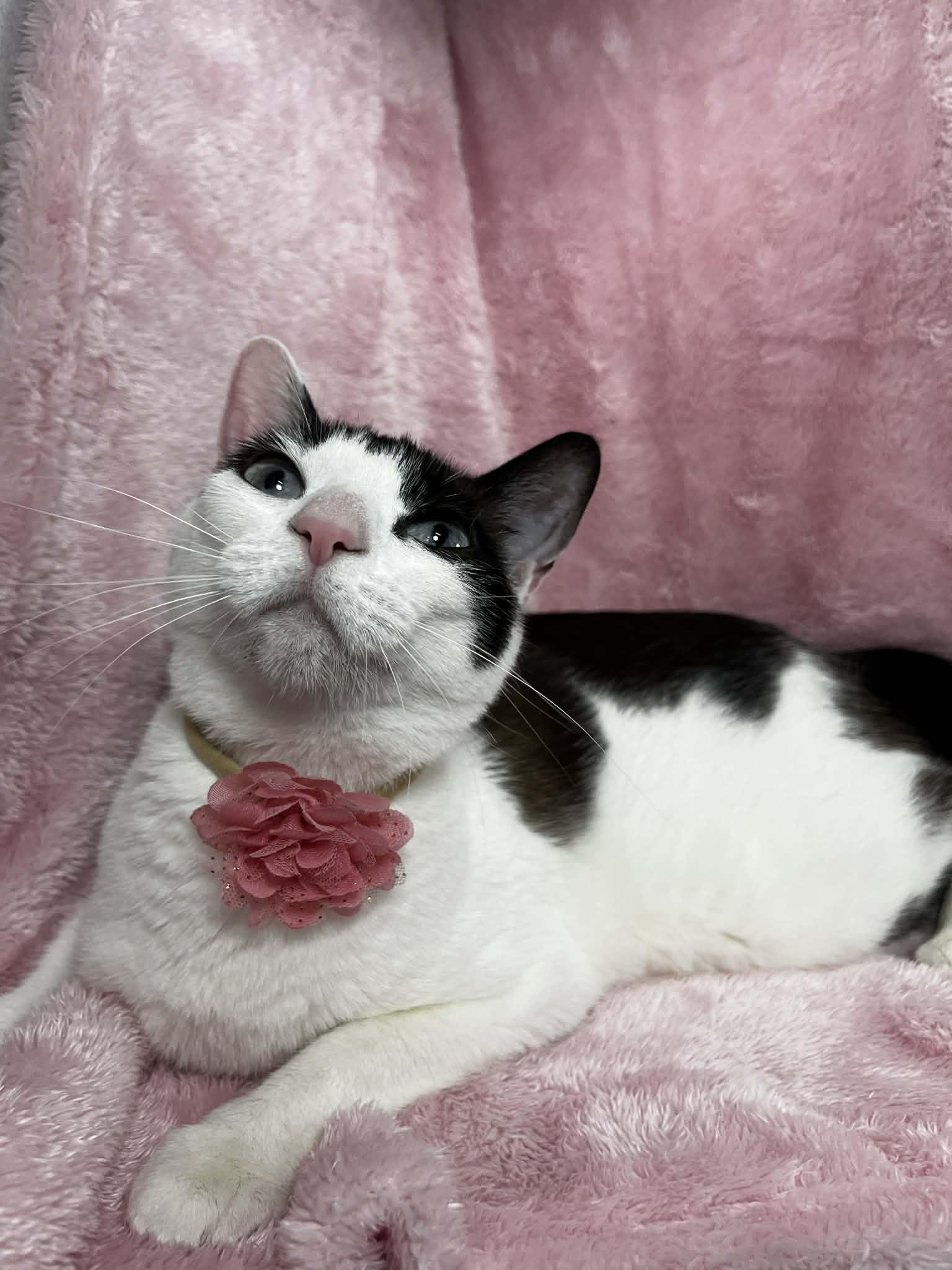 Lily, an adopted mixed breed in Tavares, FL image 2/3