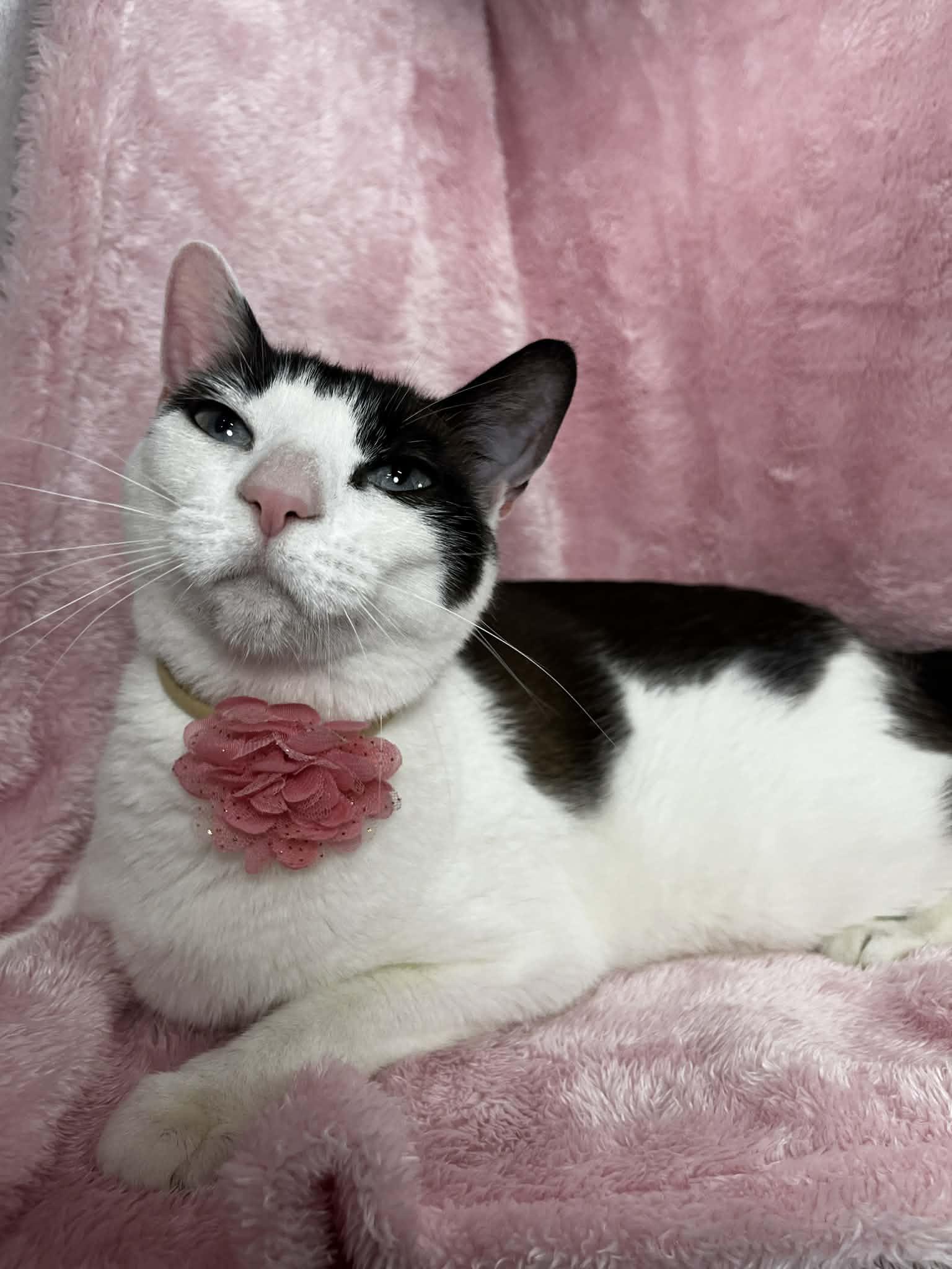 Lily, an adopted mixed breed in Tavares, FL image 3/3