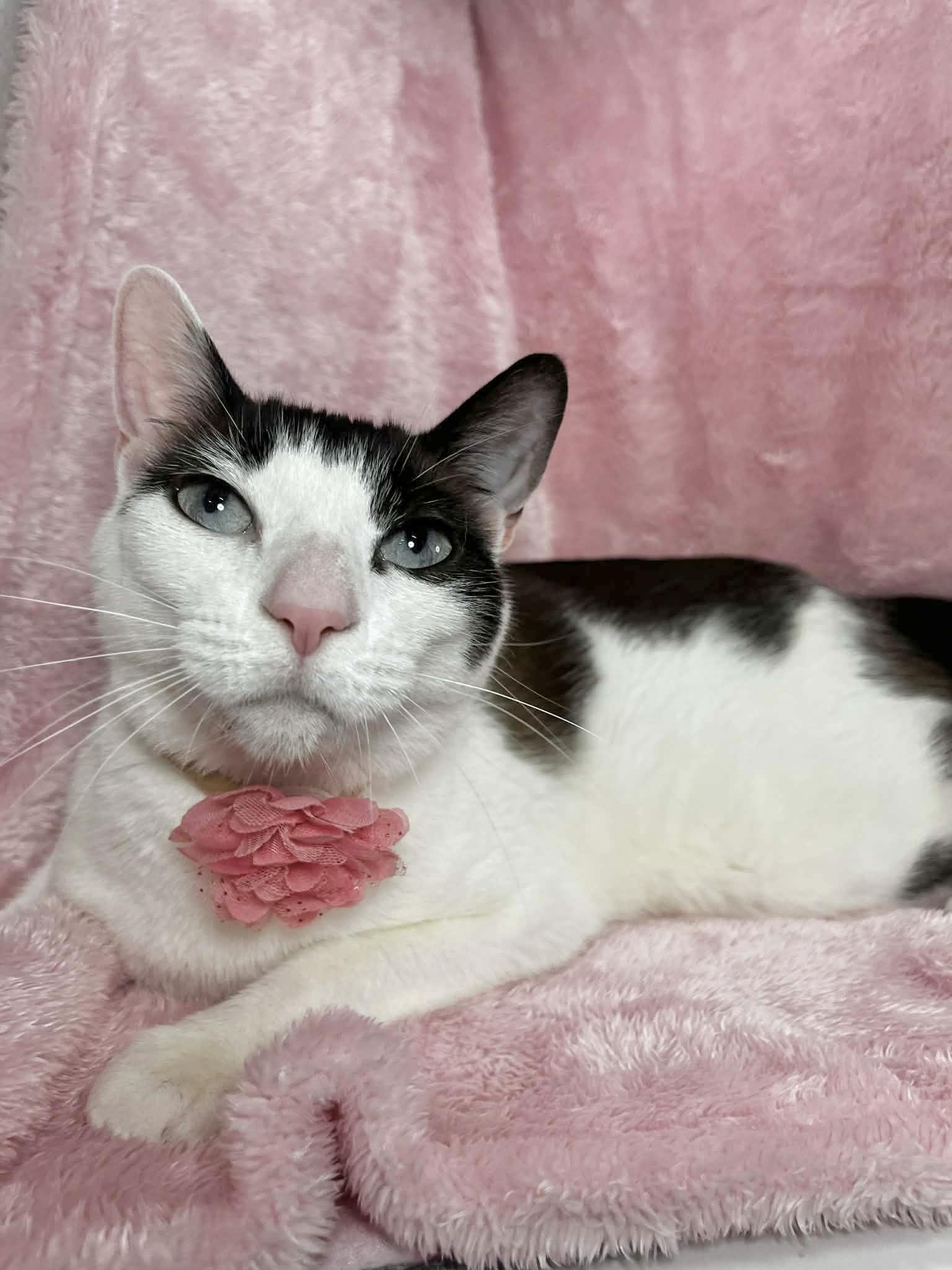 Lily, adopted, Adult Female Domestic Short Hair.