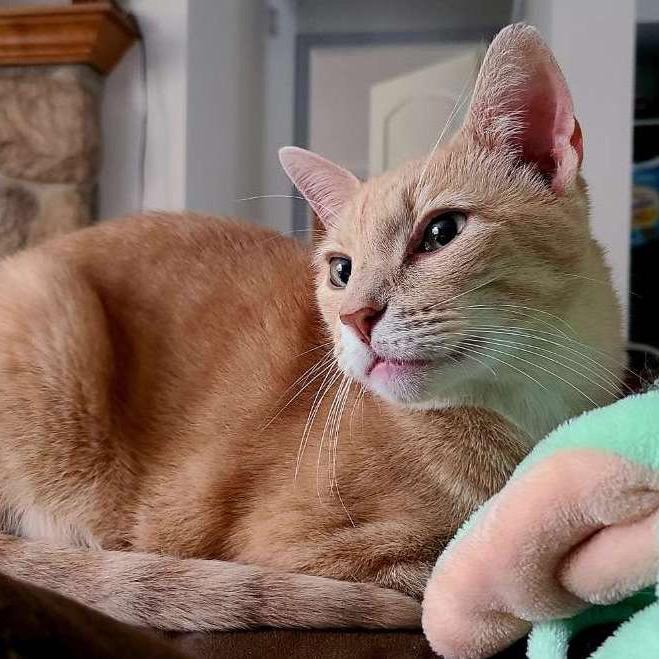 Elvis — thumbnail 2