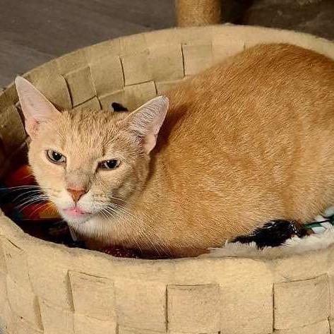 Elvis — thumbnail 3