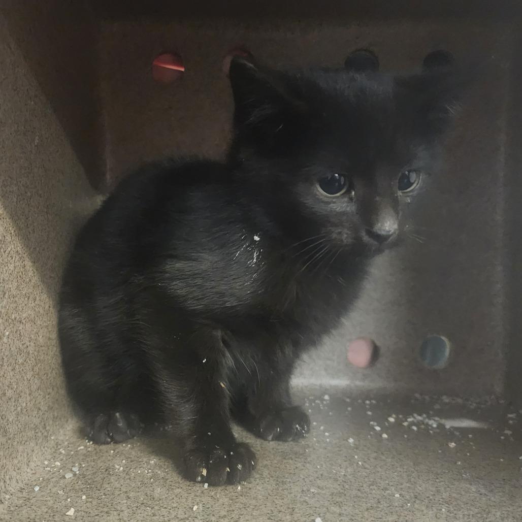 Enlarge Cinder, a Adoptable Domestic Short Hair in Evensville, TN image 1/3