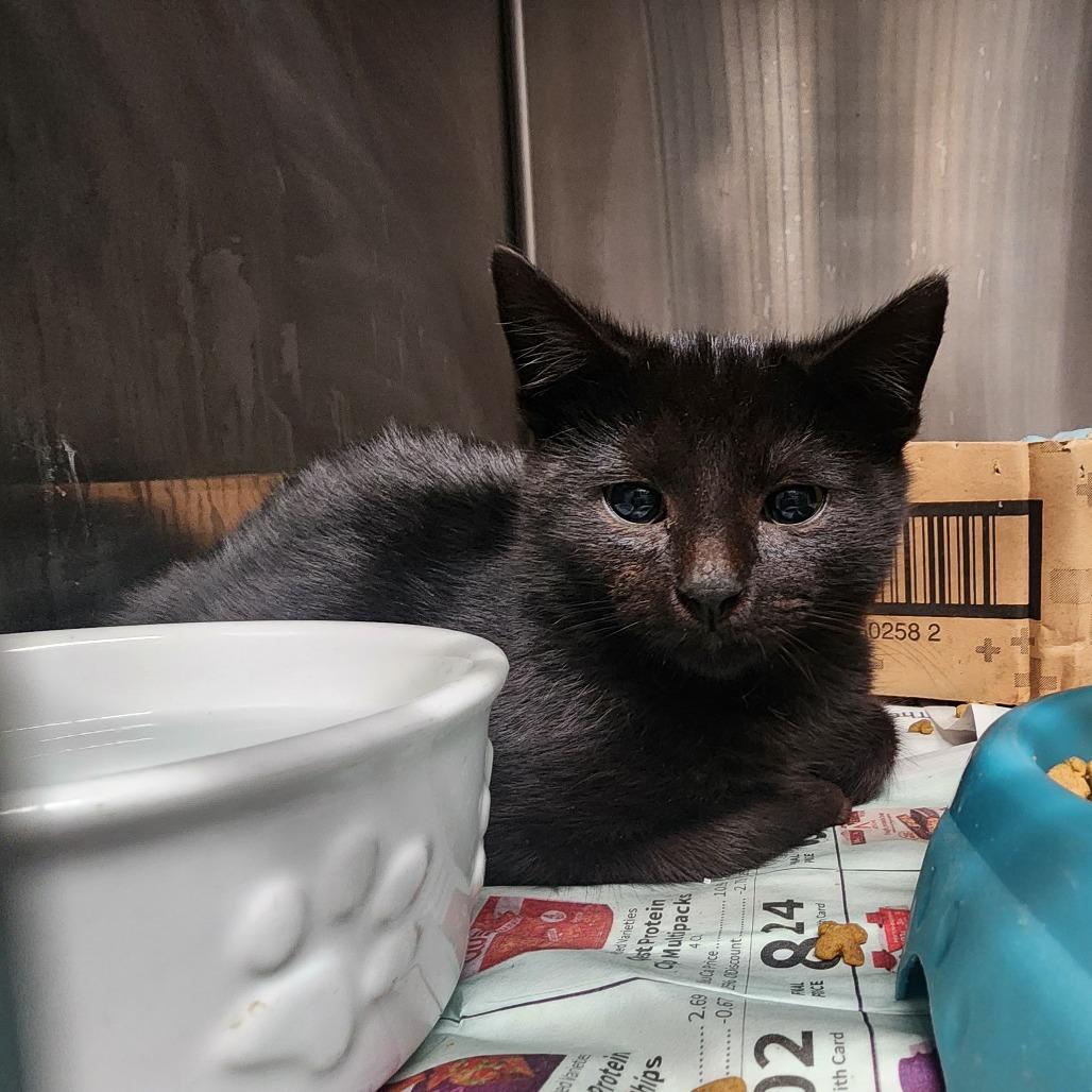 Enlarge Cinder, a Adoptable Domestic Short Hair in Evensville, TN image 2/3