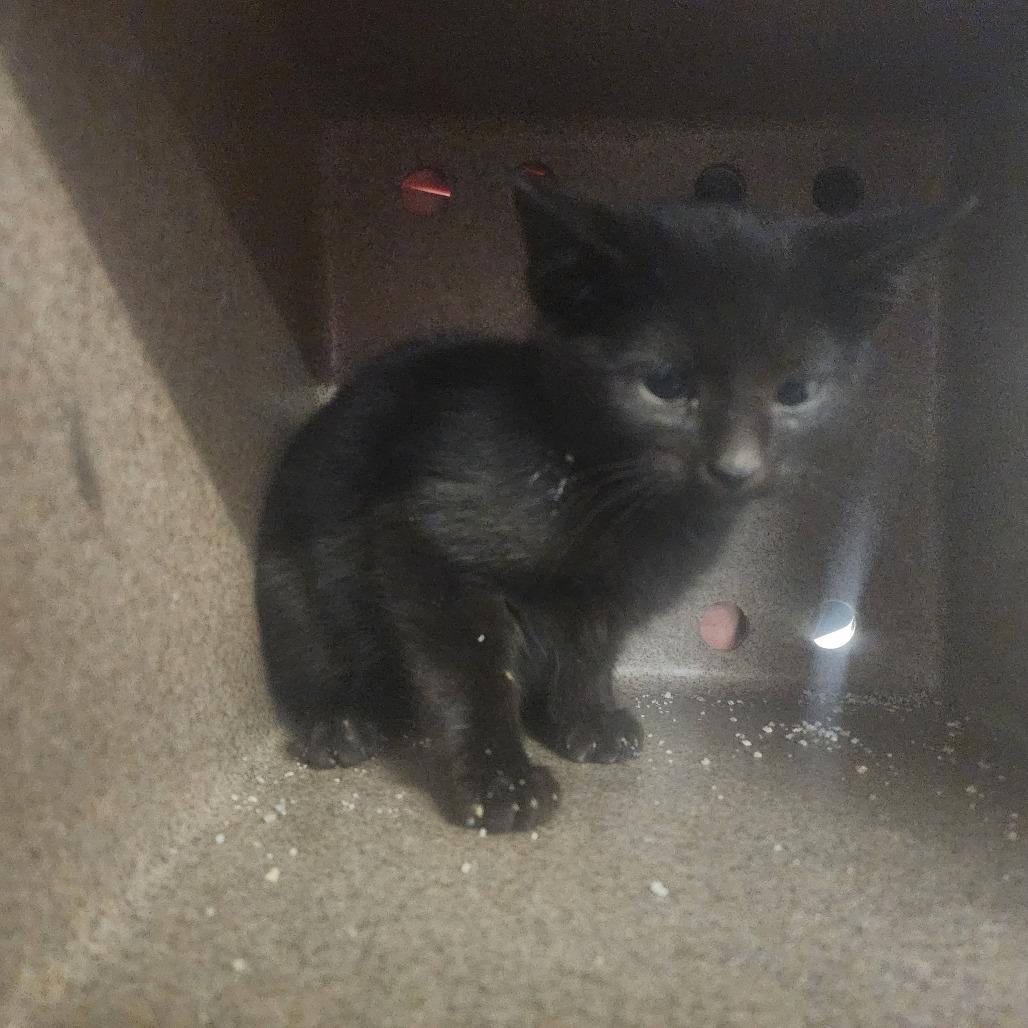 Enlarge Cinder, a Adoptable Domestic Short Hair in Evensville, TN image 3/3