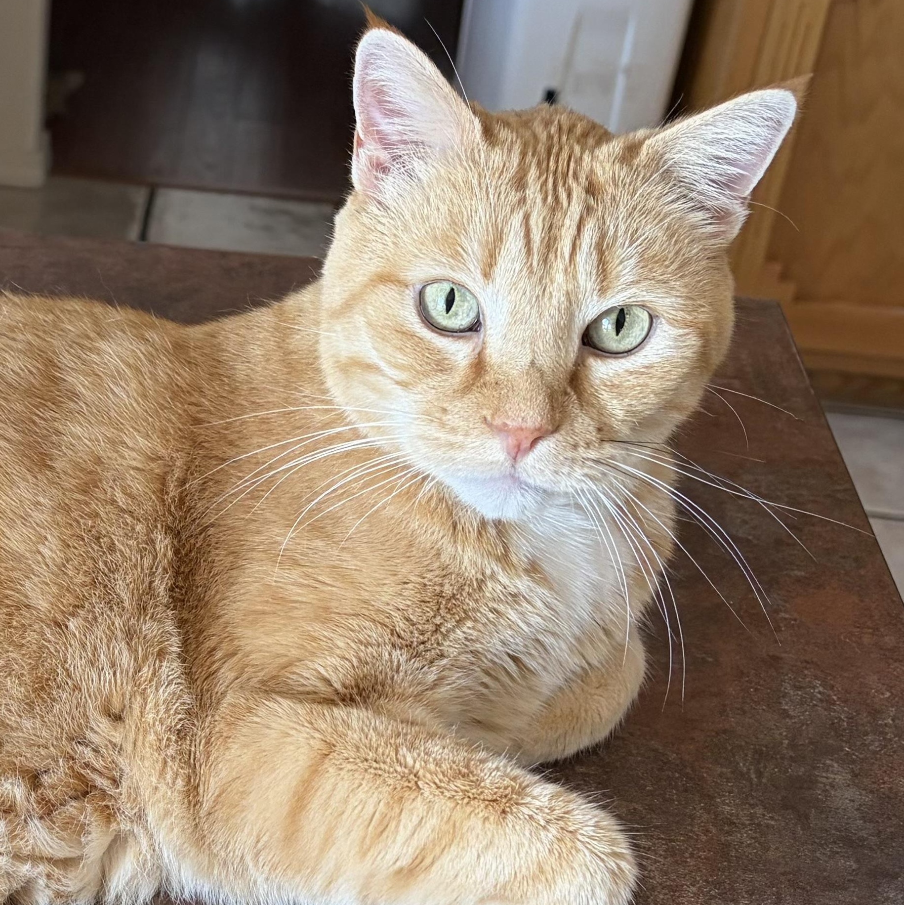 Mel, Adoptable, Senior Male Tabby.