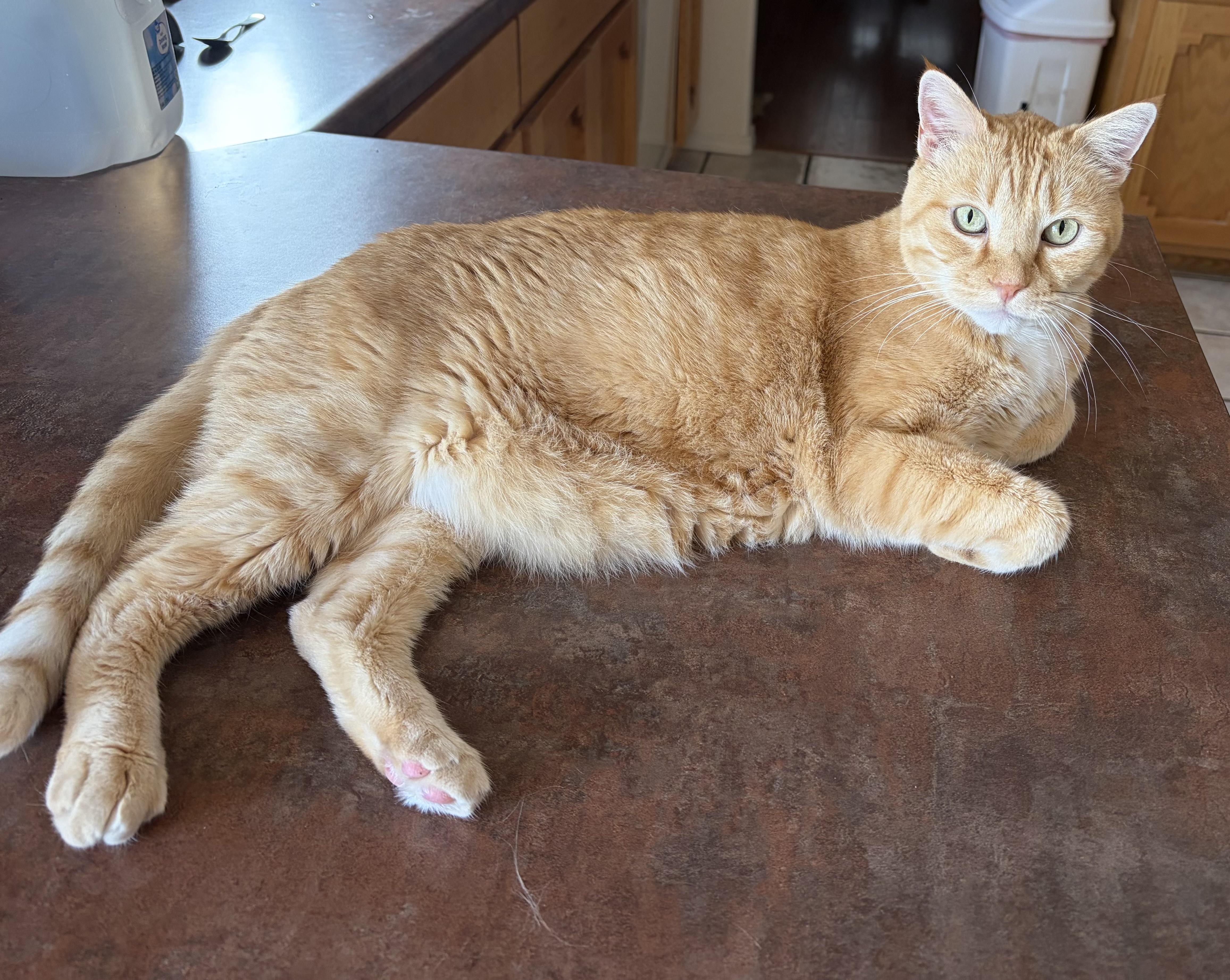 Enlarge Mel, a Adoptable Tabby in Alamogordo, NM image 2/4