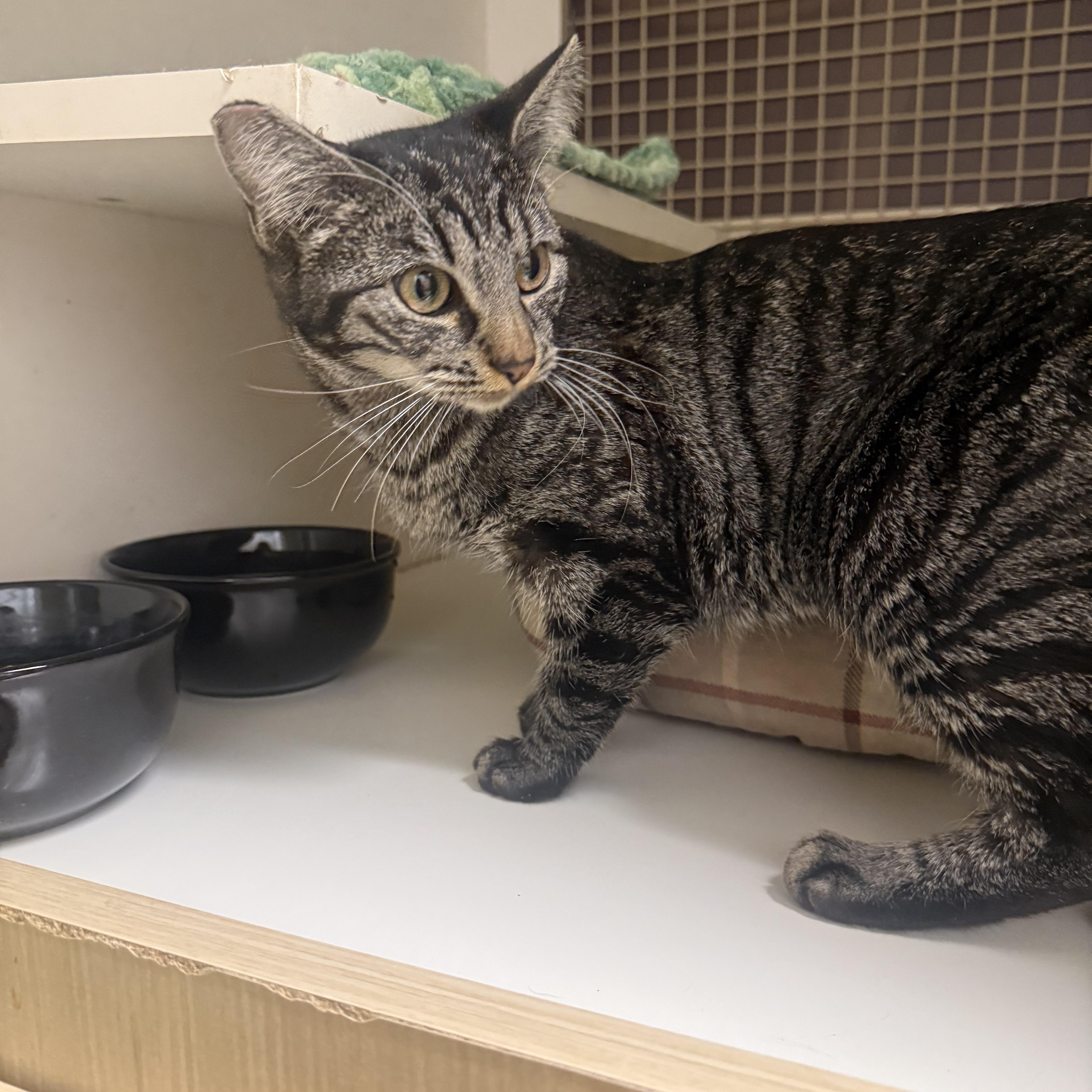 Catrovert, ADOPTABLE, Young Female Tabby.