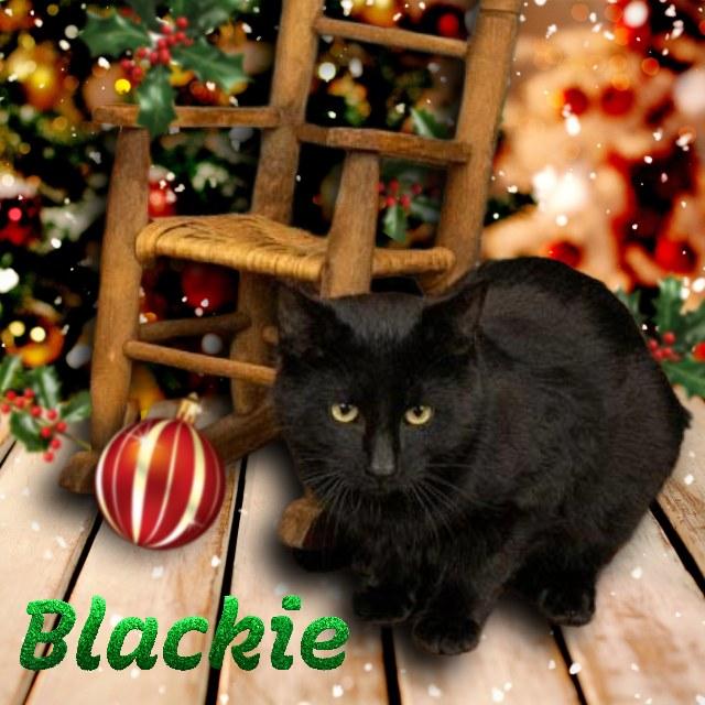 Blackie, Adoptable, Adult Male Domestic Short Hair.