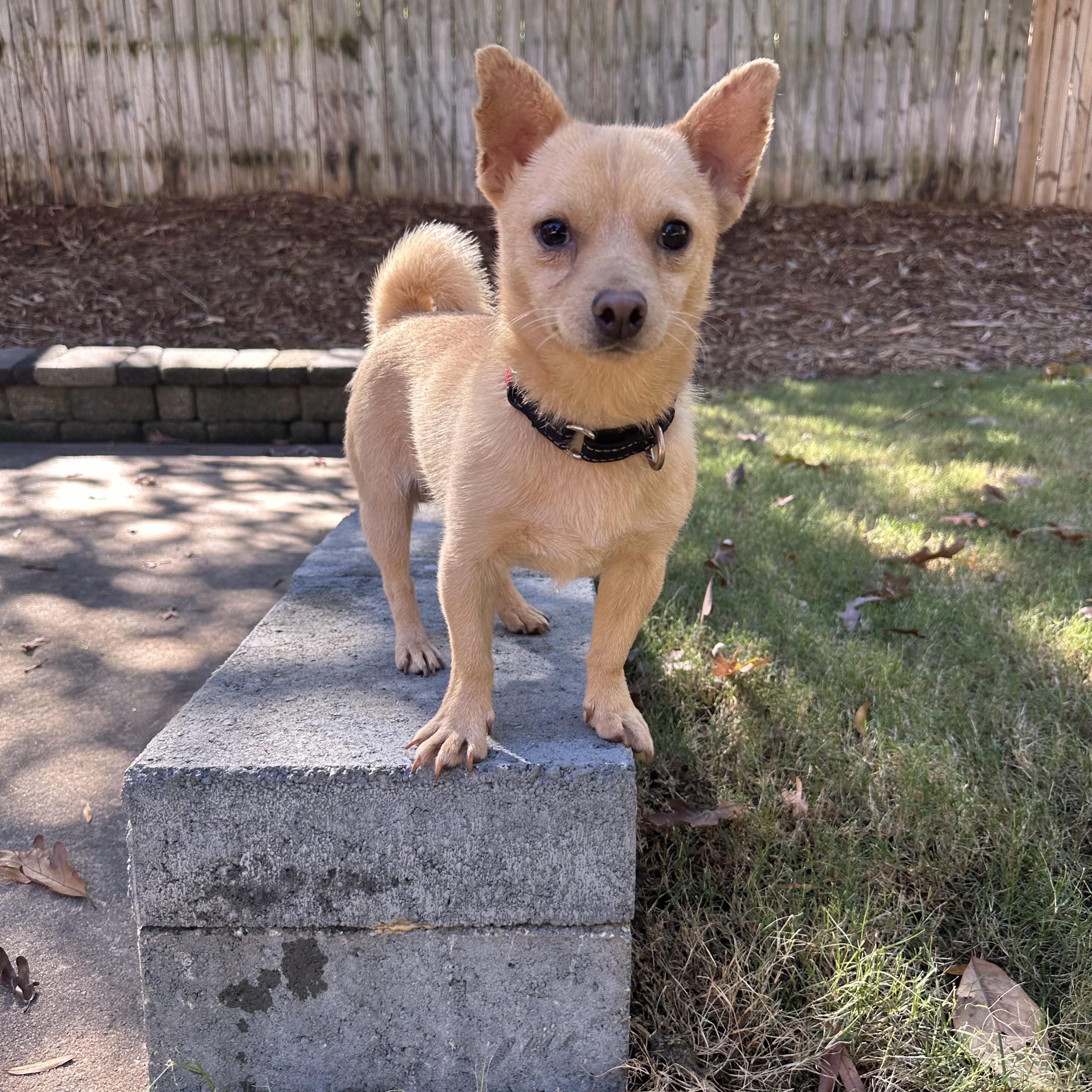 Kelvin, a ADOPTABLE mixed breed in Rock Hill, SC image 1/4